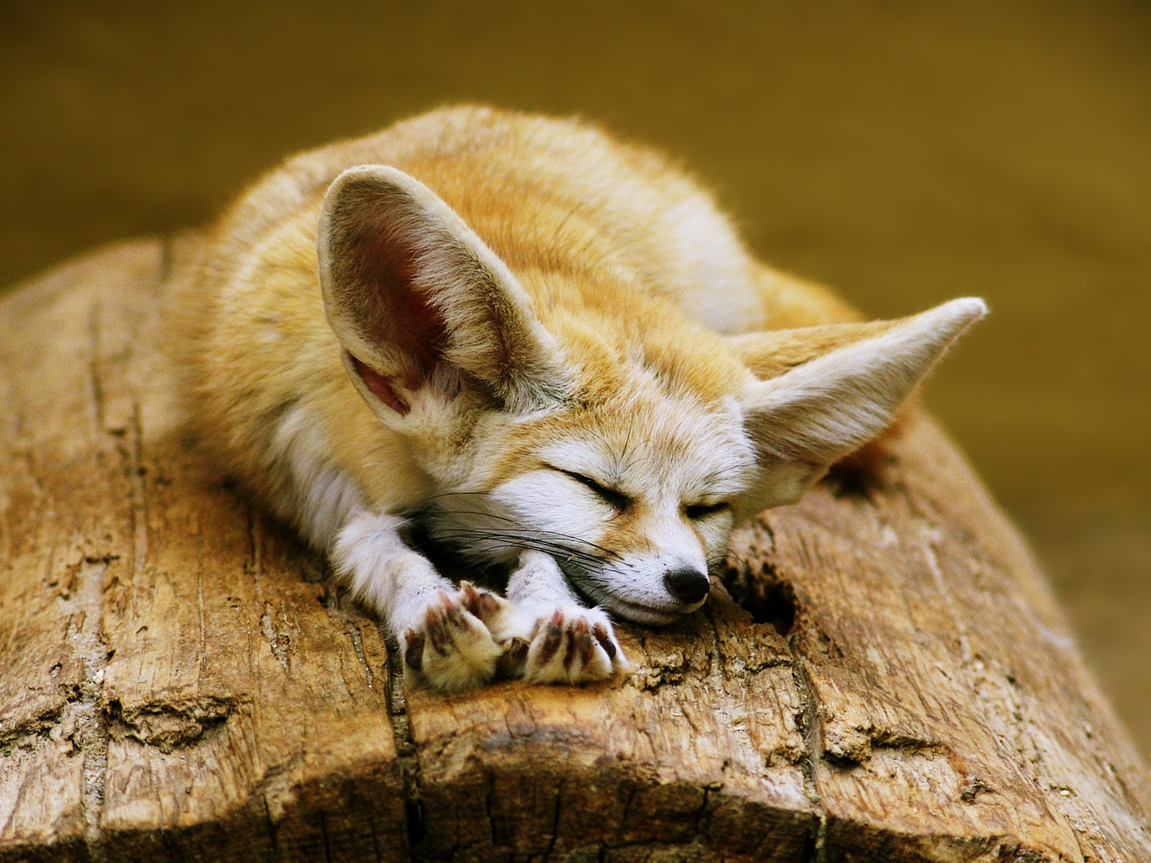 Fennec, Fox, Cute, Ears, Sleeping, Sahara, Desert, - Cute Sahara Desert Animals , HD Wallpaper & Backgrounds