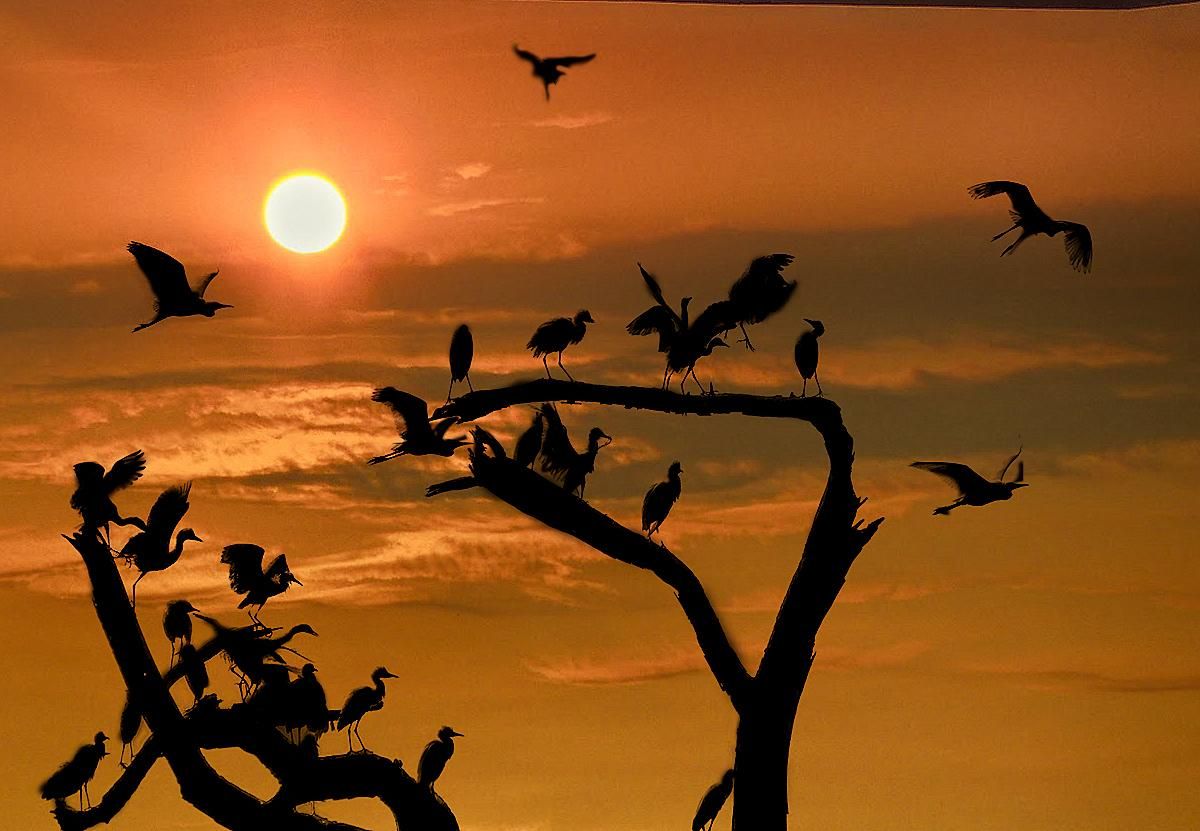 Beautiful Landscape Ghana Bird National Park [1200800] - Flock , HD Wallpaper & Backgrounds