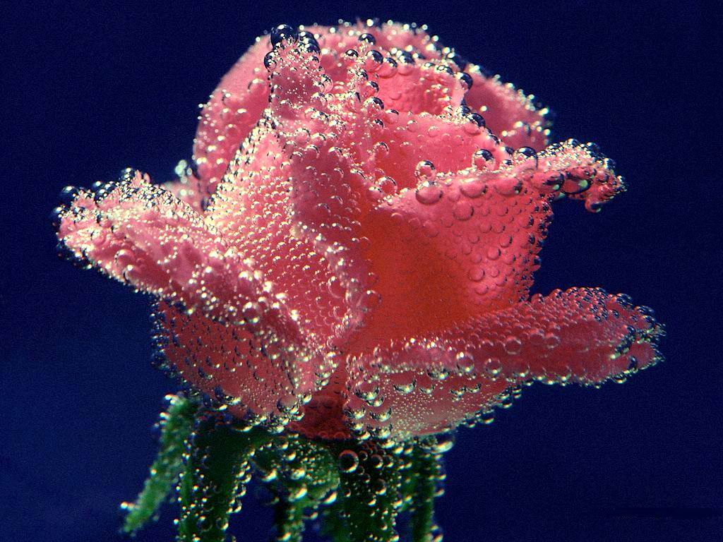 Rose Flowers Wallpaper - Roses To Download Free , HD Wallpaper & Backgrounds