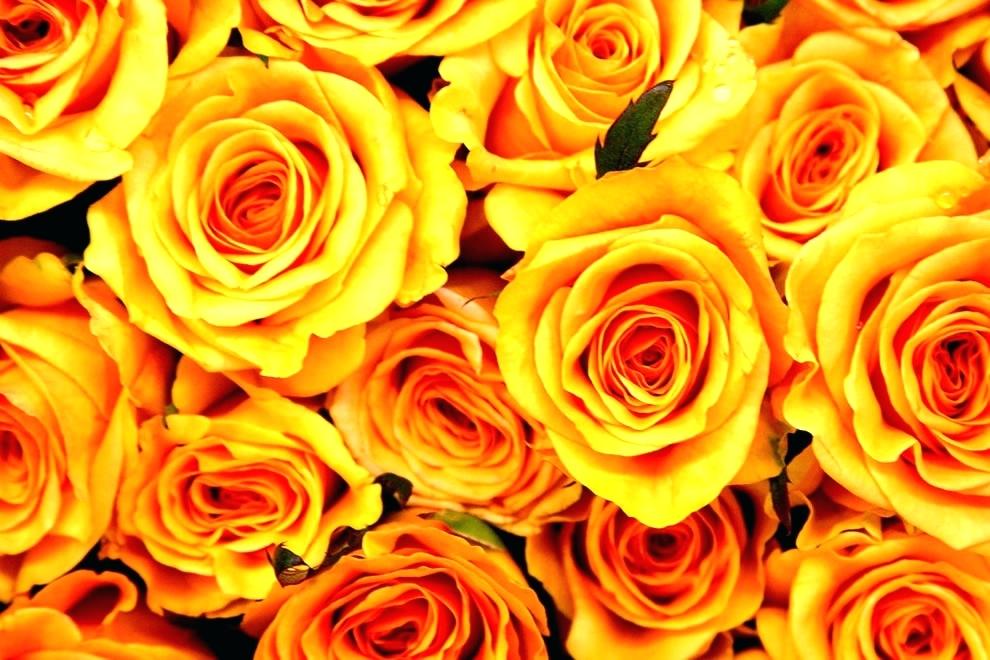 Rose Wallpaper Free Download - Yellow And Orange Roses Background , HD Wallpaper & Backgrounds