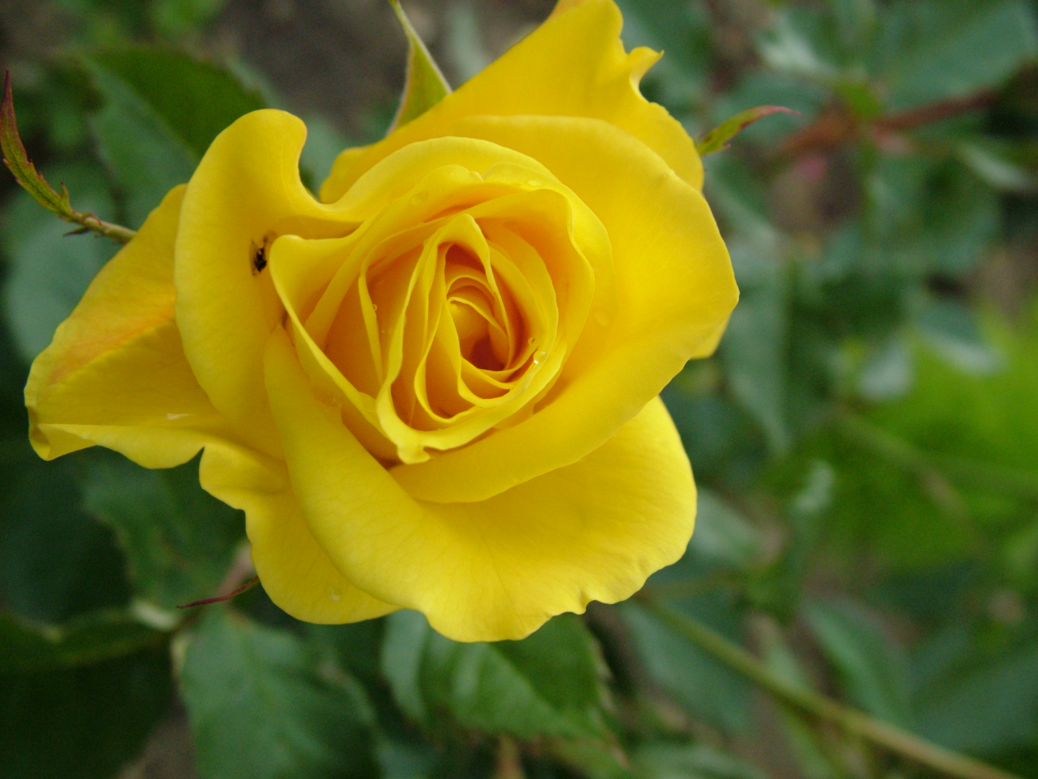 Yellow Rose Image Download , HD Wallpaper & Backgrounds