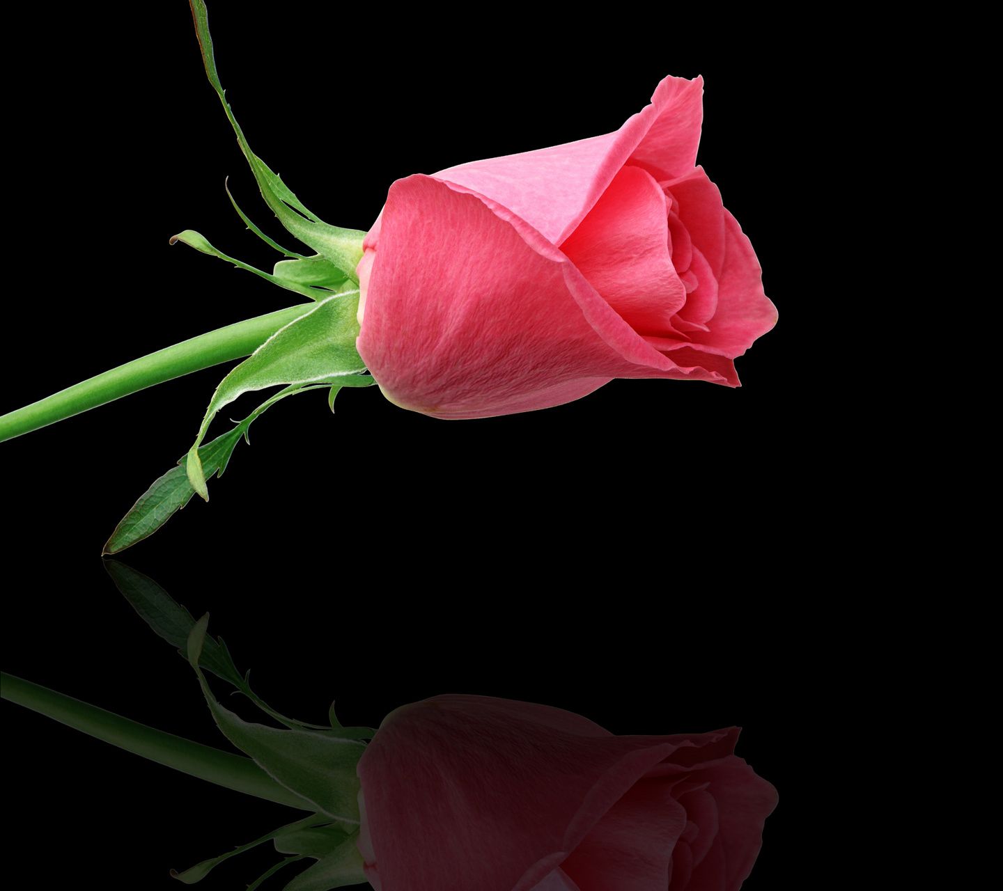 Best Rose Wallpapers For Mobile : Rose Phone Hd Wallpapers Wallpaper