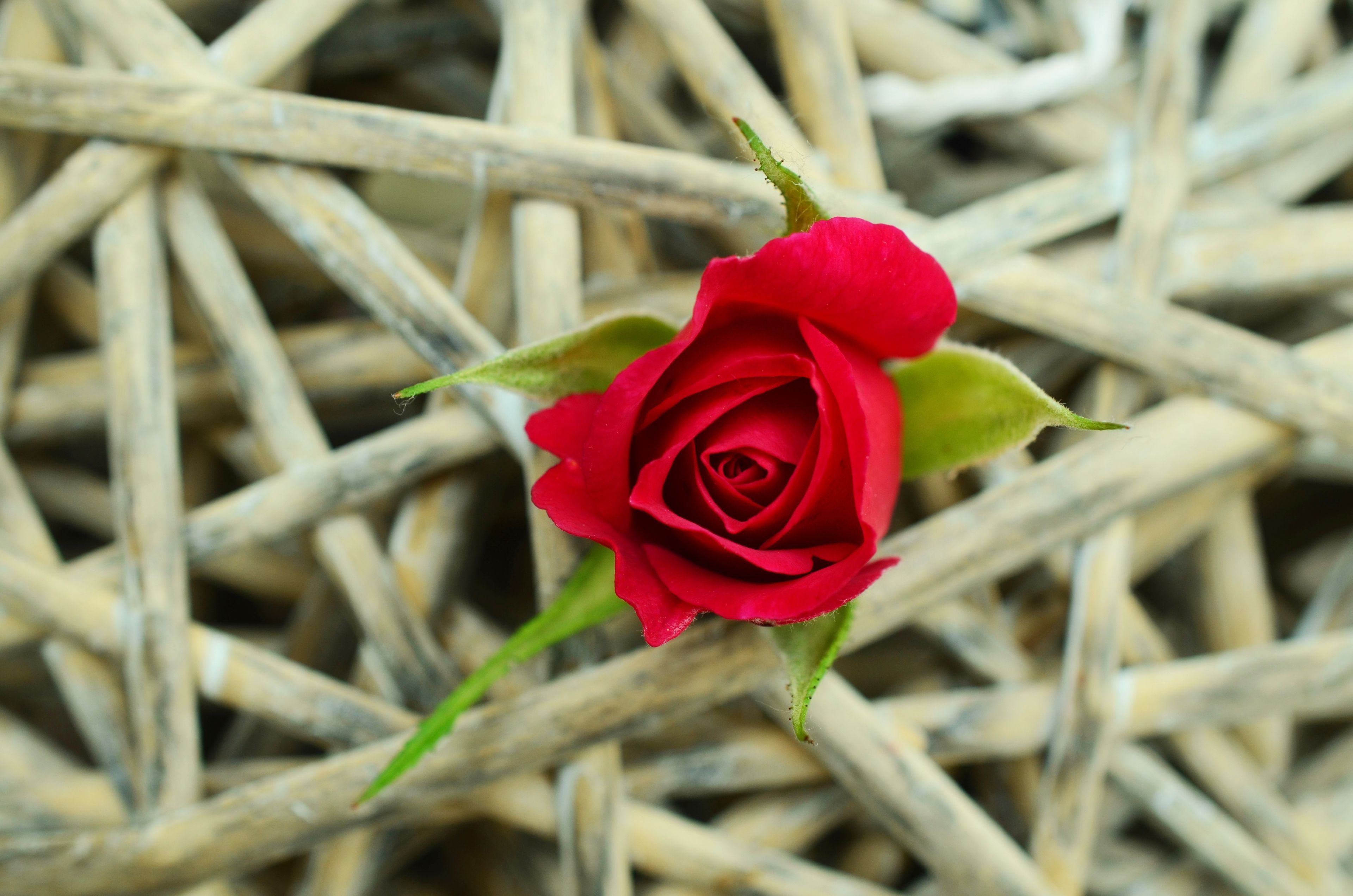 Beautiful Red Single Rose 4k Wallpaper Free Download - 4k Wallpaper Roses , HD Wallpaper & Backgrounds
