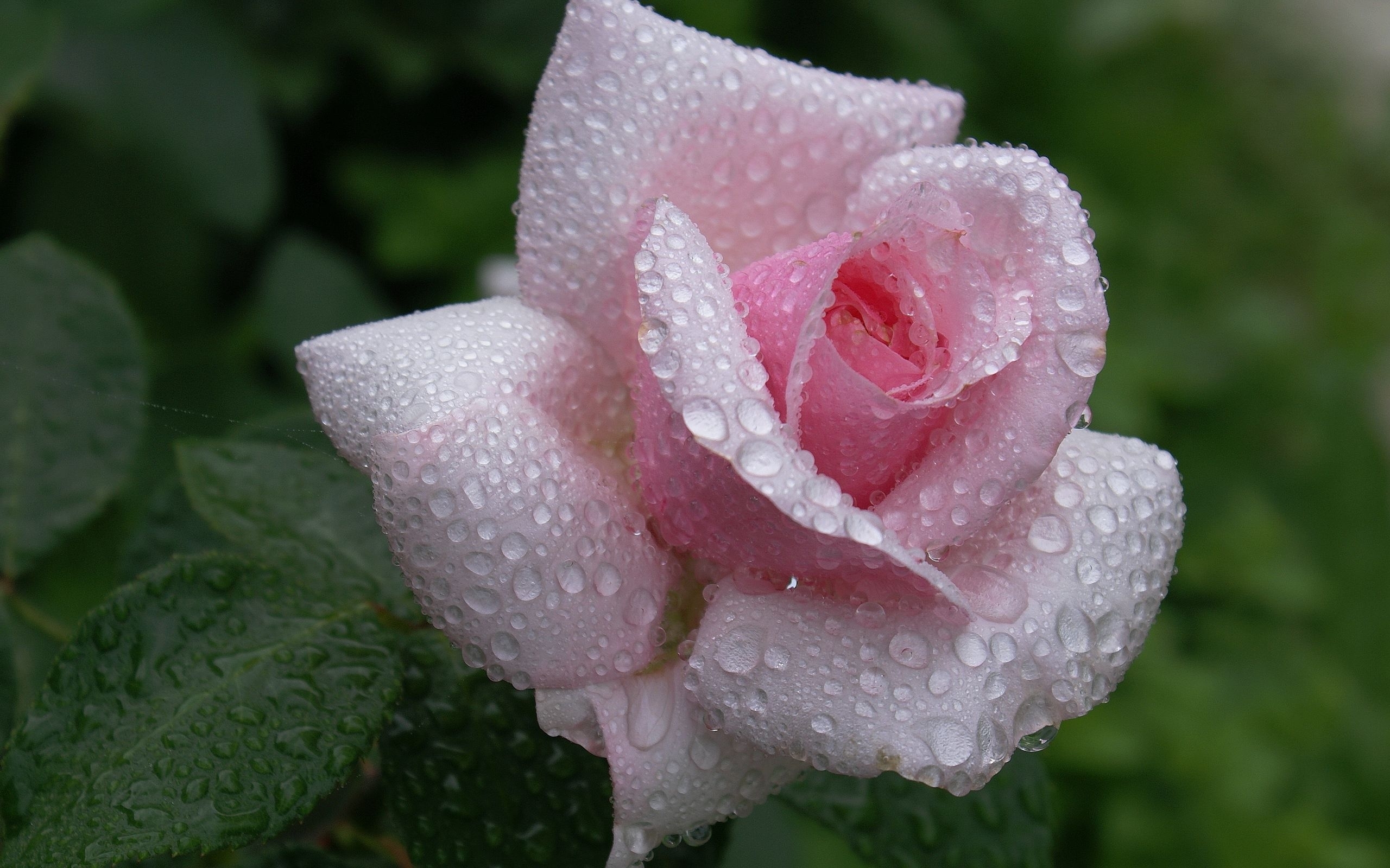 Lilac, Desktop Wallpapers Free Rose - Rose Water Drops , HD Wallpaper & Backgrounds