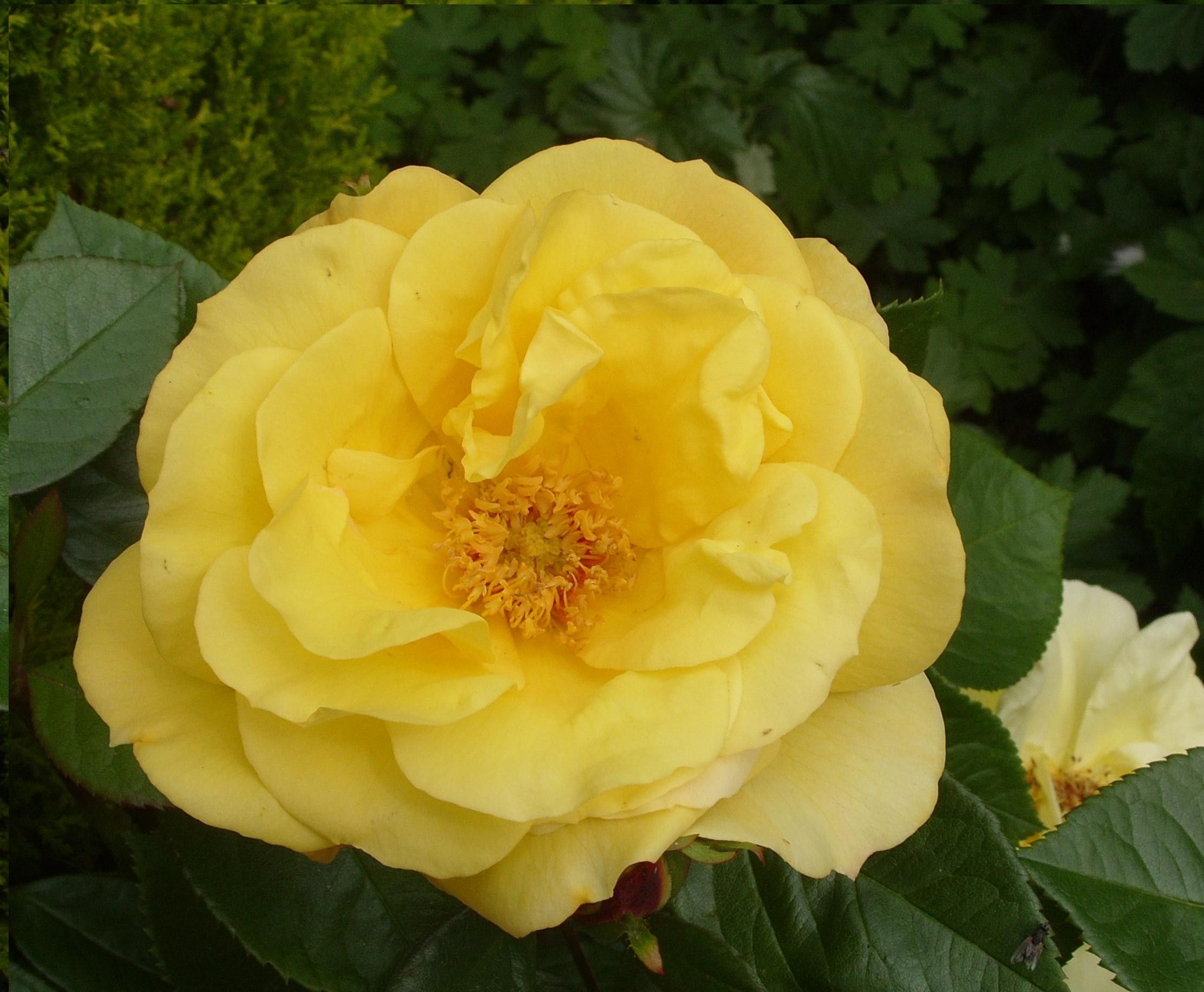 The Yellow Rose - Garden Roses , HD Wallpaper & Backgrounds