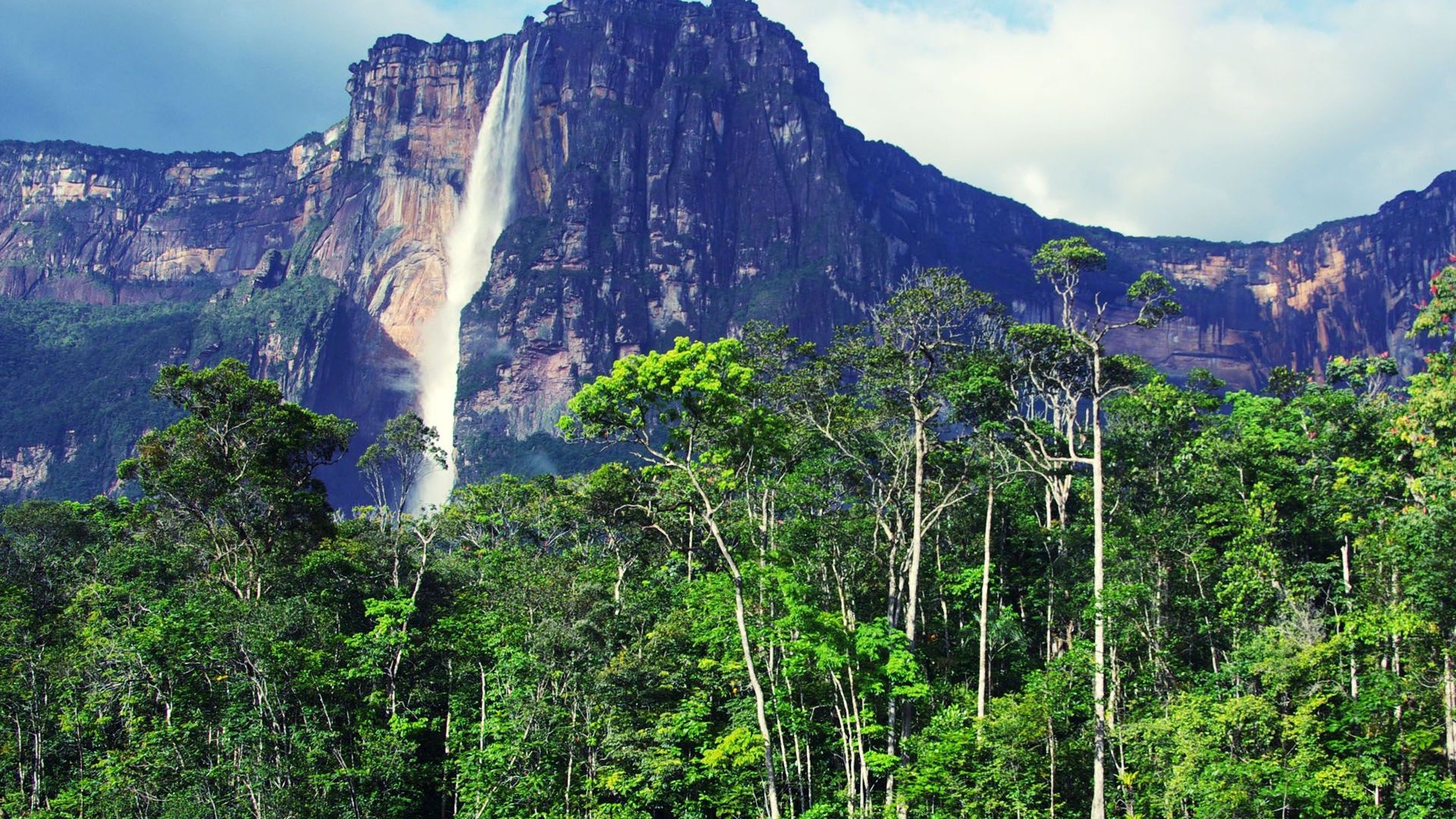 Wallpapers Venezuela Arboles Y Bosques Perturbadores - Angel Falls , HD Wallpaper & Backgrounds