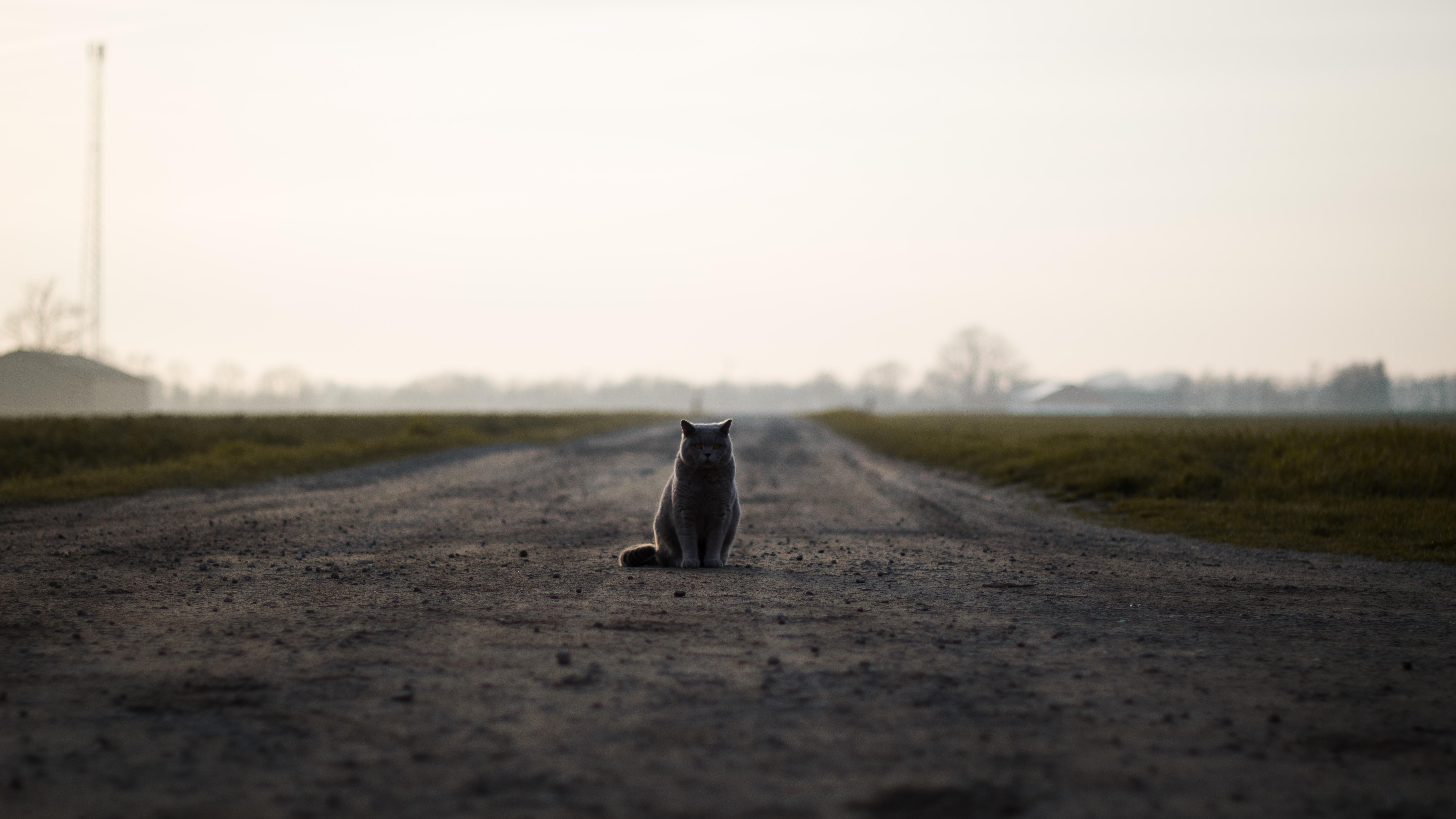 Kucing, Inggris, Jalan - พื้น หลัง แมว , HD Wallpaper & Backgrounds