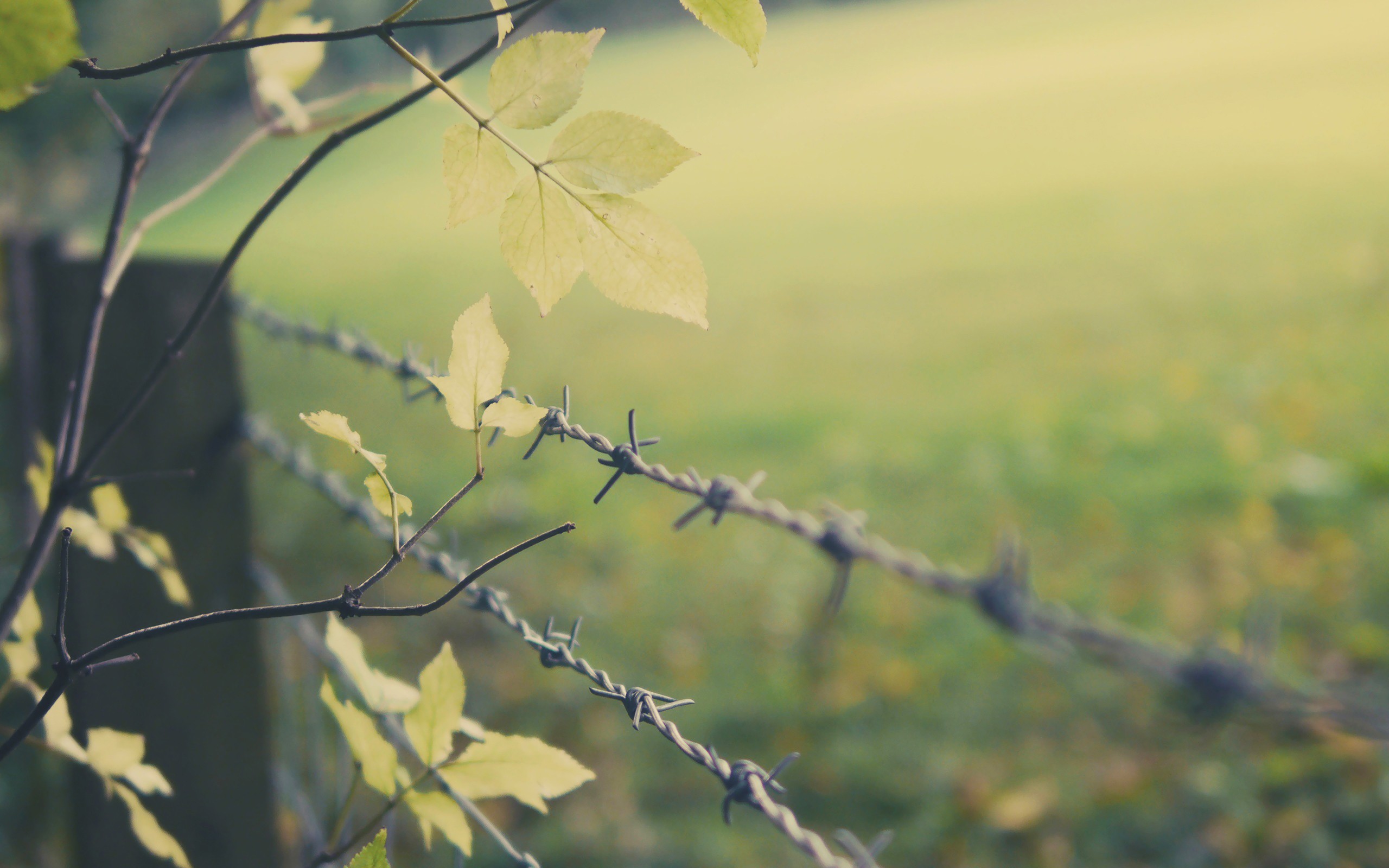 #leaves, #depth Of Field, #branch, #trees, #fence - Konuşsam Tesiri Yok Sussam Gönül Razı Değil , HD Wallpaper & Backgrounds