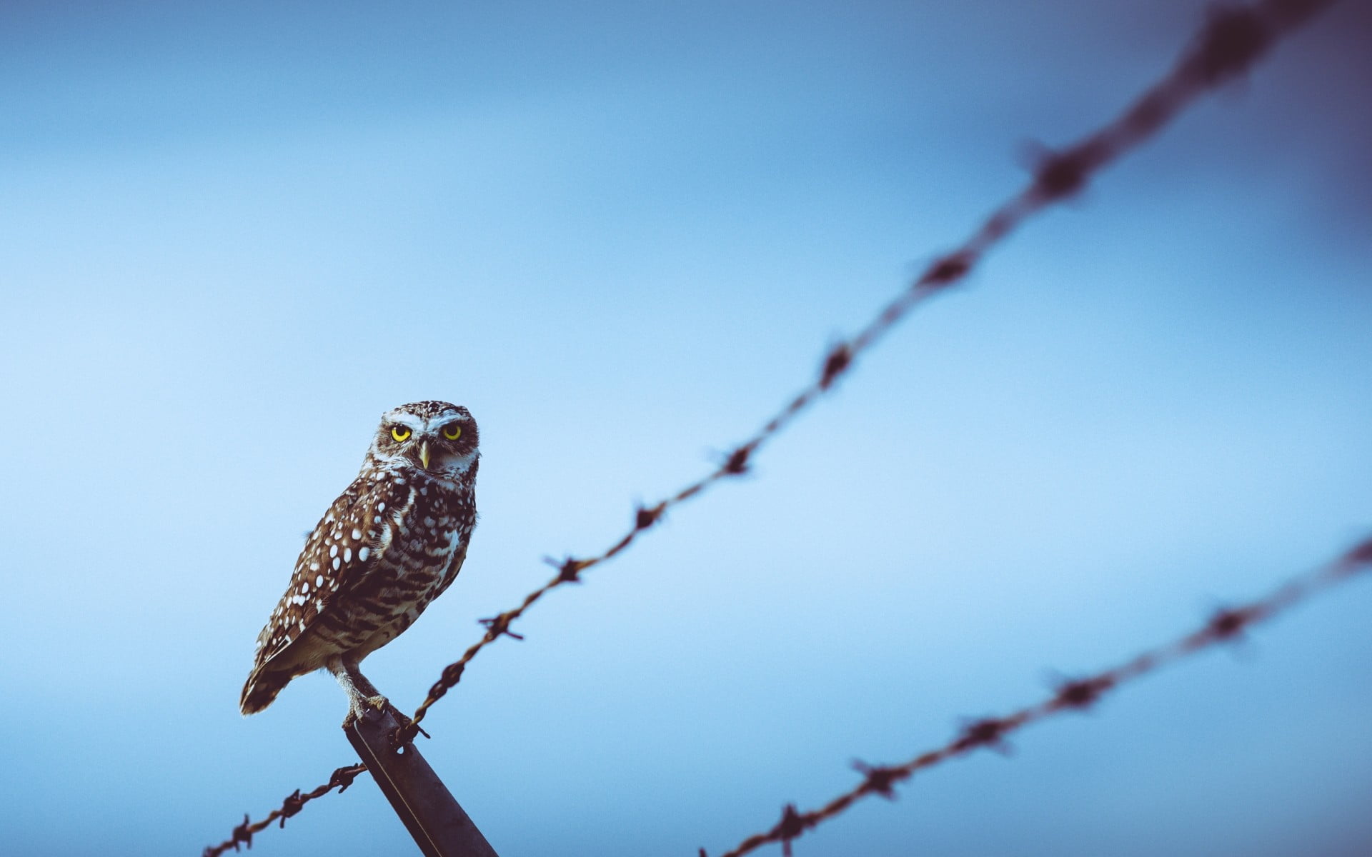 Brown And White Owl, Owl, Birds, Fence, Barbed Wire - Wallpaper , HD Wallpaper & Backgrounds