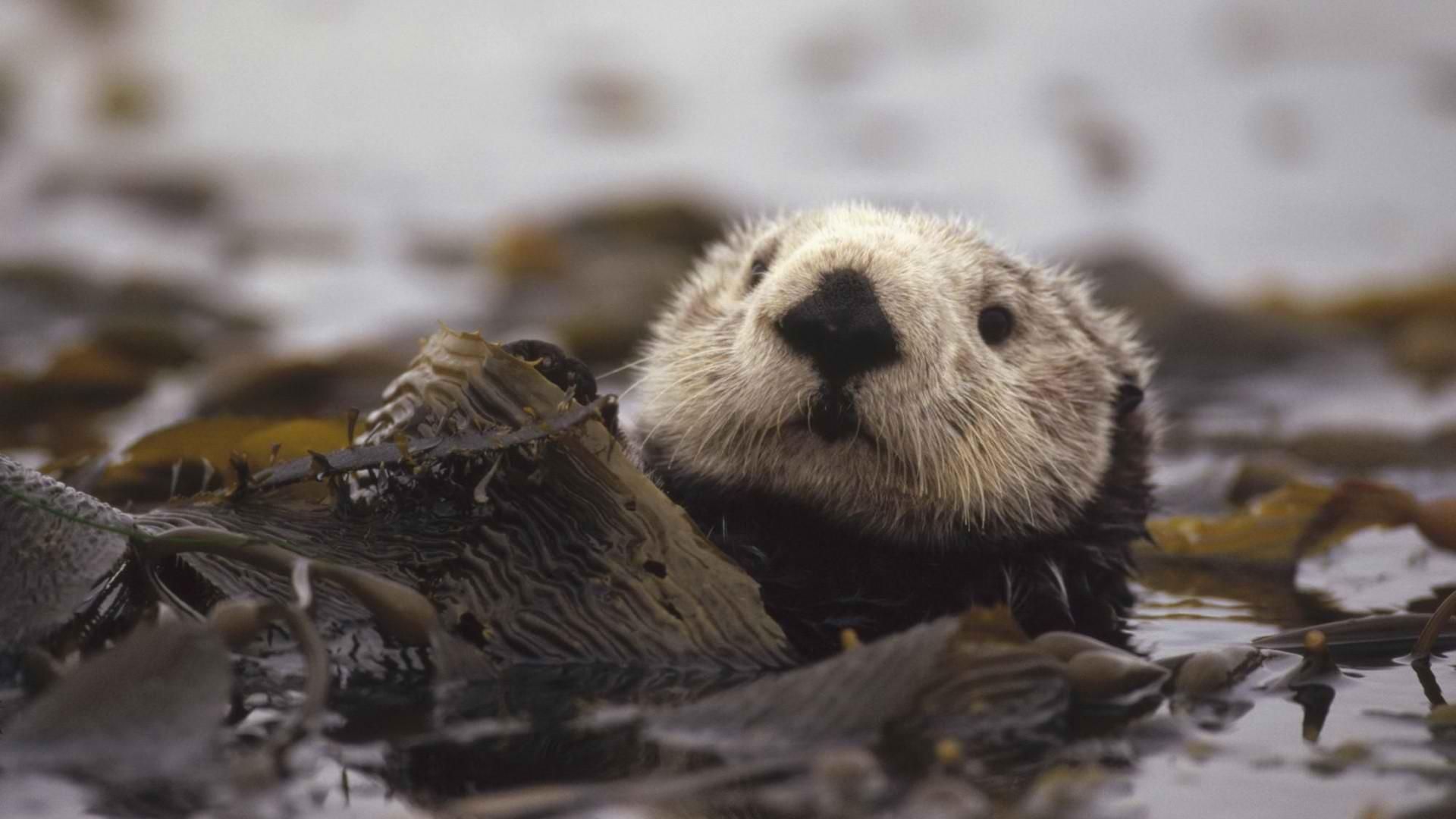 Sea Otter In Kelp , HD Wallpaper & Backgrounds