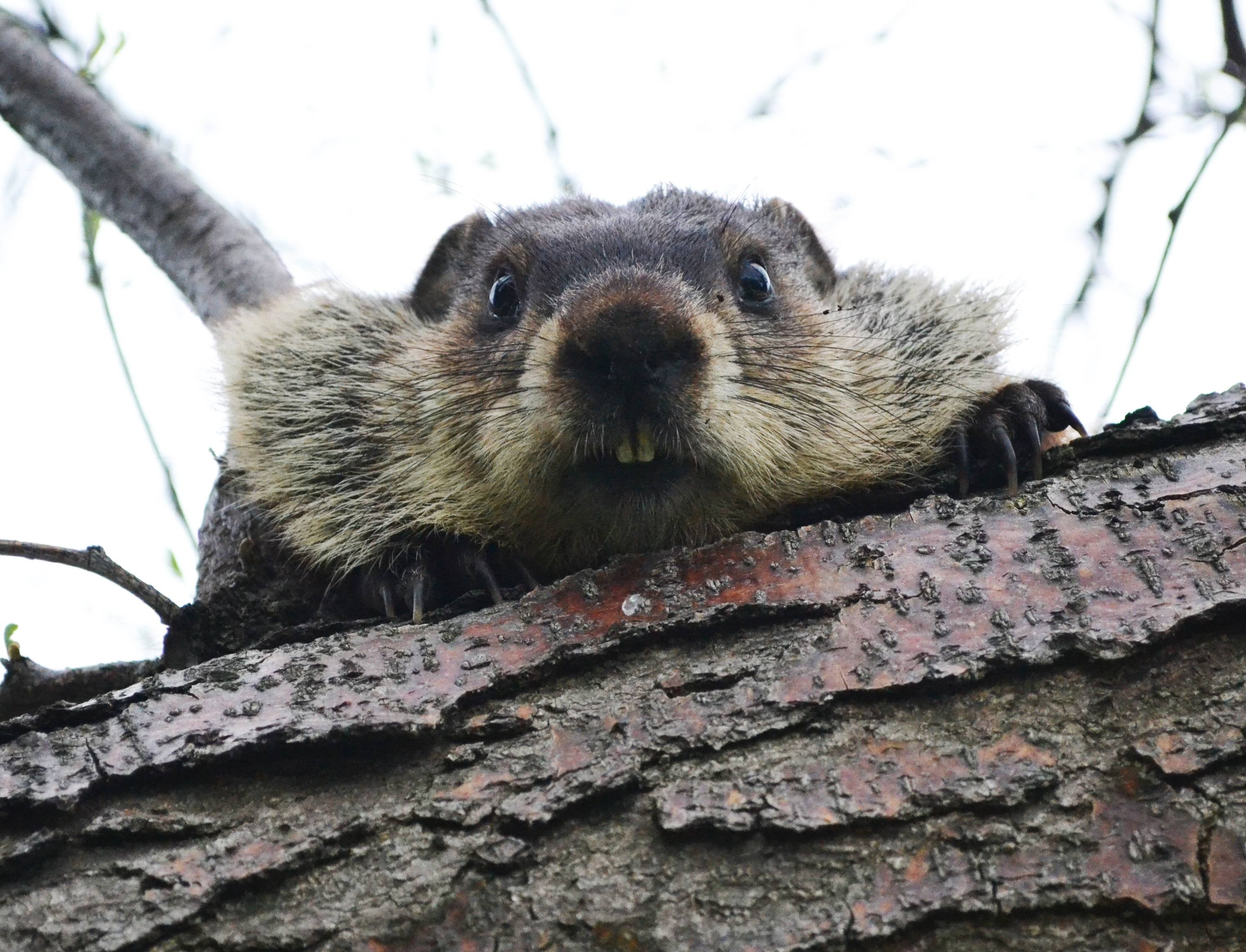 Beaver, Rodent, Stock Imagespets, Castor - Funny Beavers , HD Wallpaper & Backgrounds