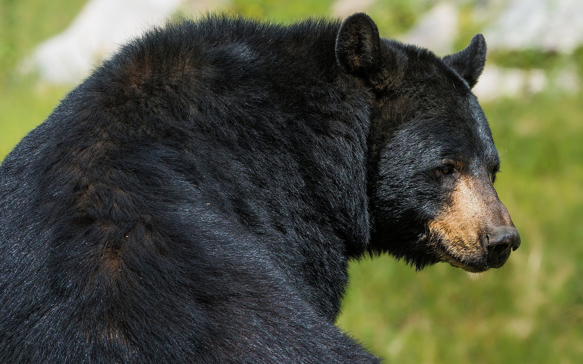 Black Bear Wallpapers Hd Â - Black Bears Hd , HD Wallpaper & Backgrounds