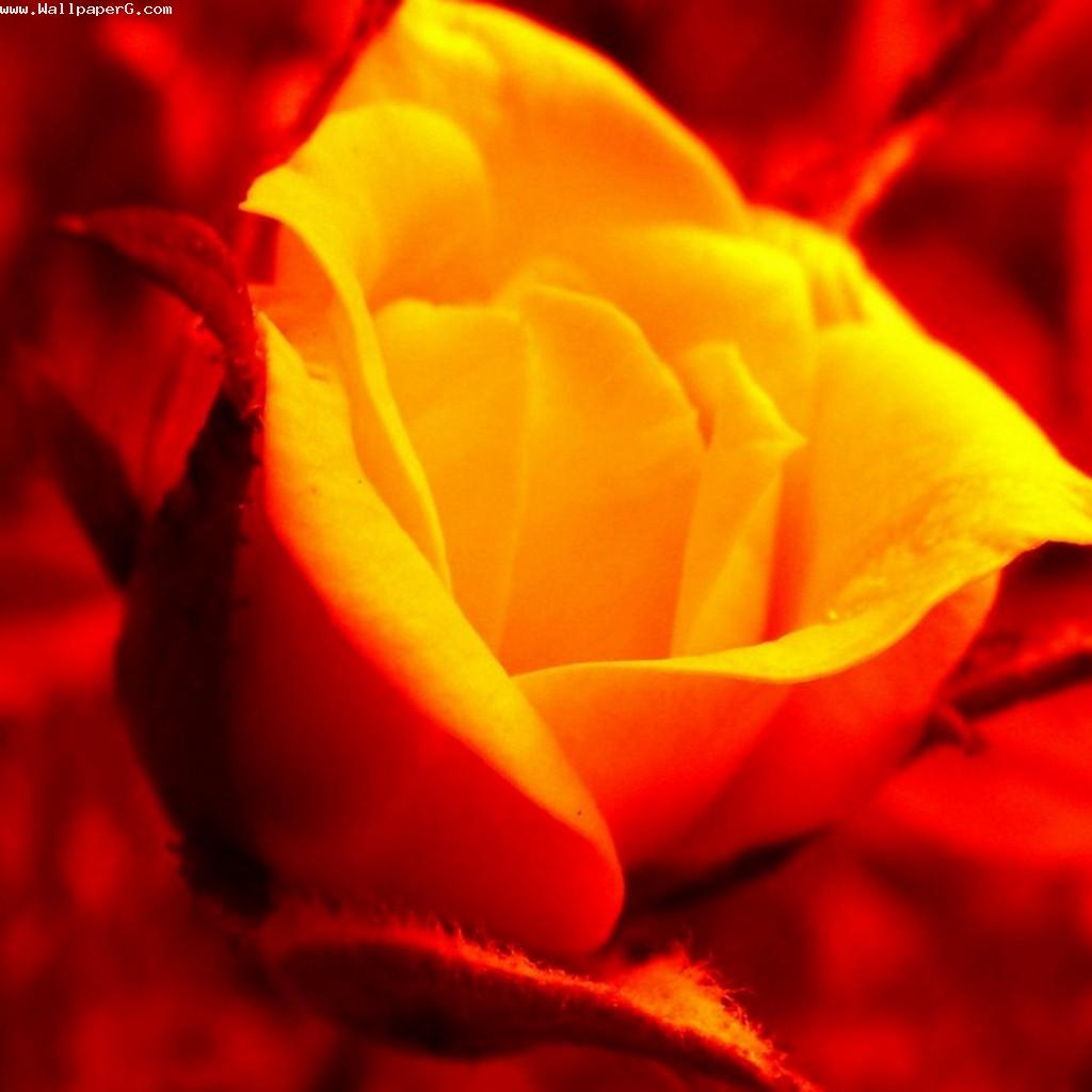 Yellow Rose Pretty - Pretty Pictures Of Nature , HD Wallpaper & Backgrounds