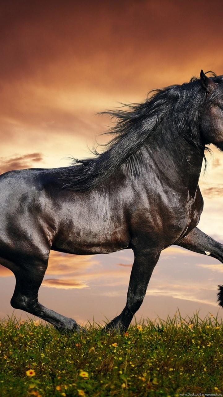 Fullscreen - Arabian Horse Backgrounds , HD Wallpaper & Backgrounds