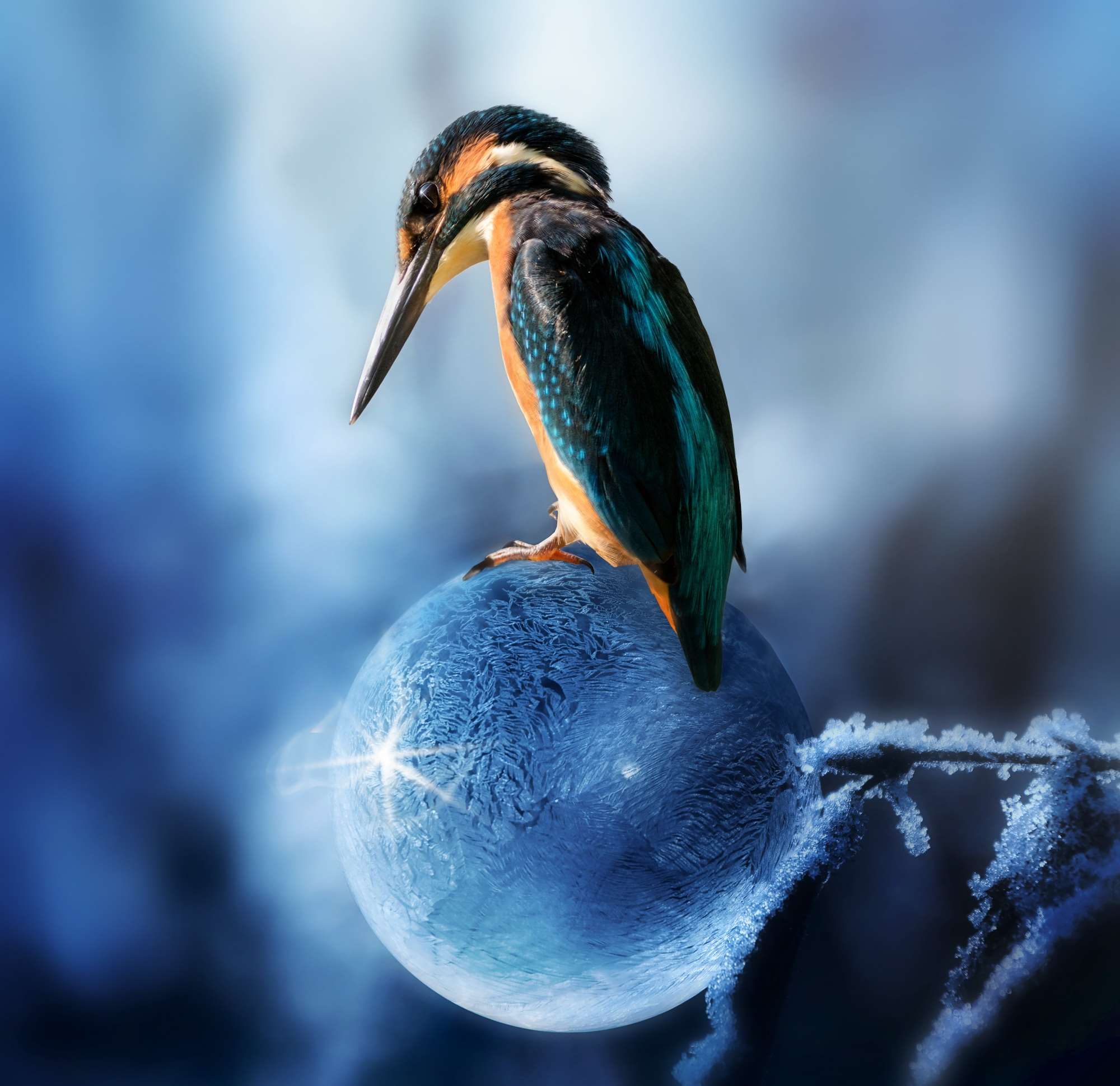 Animal, Avian, Beak, Biology, Bird, Color, Composing, - Hd Wallpaper For Realme 2 Pro , HD Wallpaper & Backgrounds