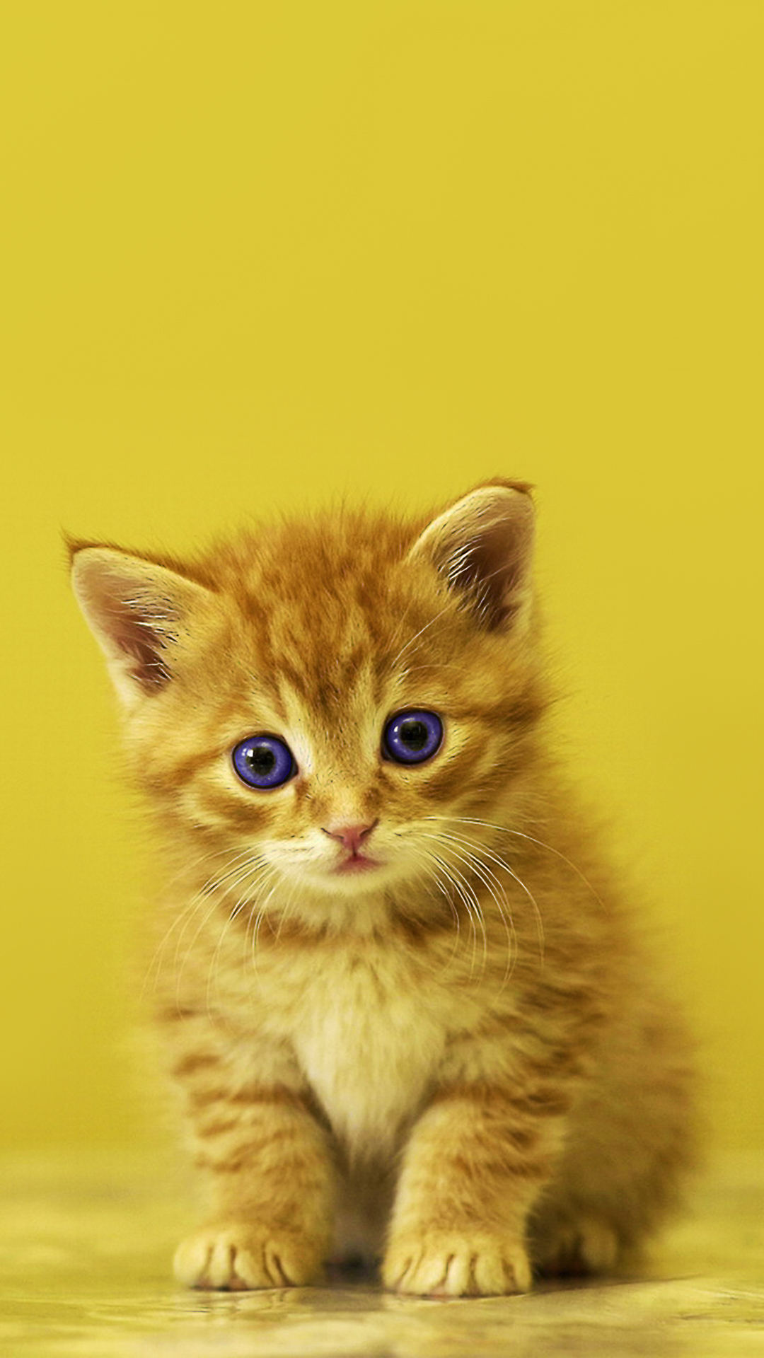 Images Of Kitten For My Phone Wallpaper - Kitten Wallpaper Hd For Mobile , HD Wallpaper & Backgrounds