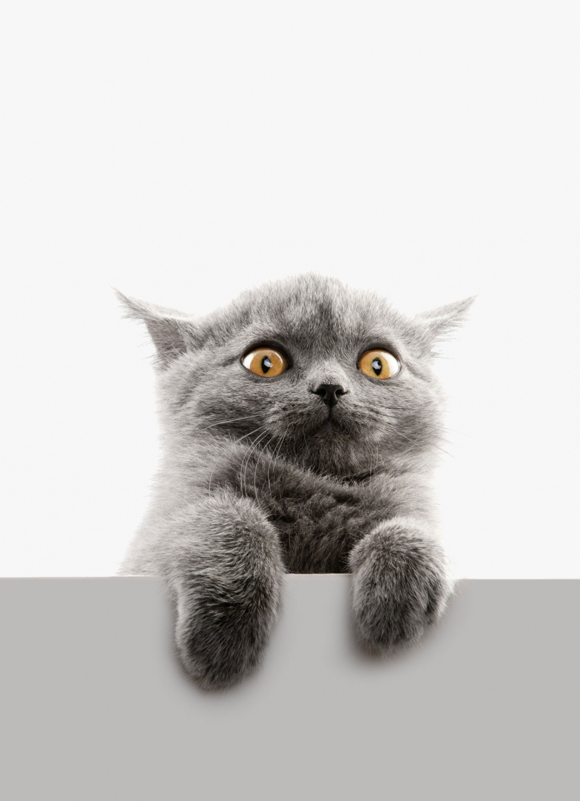 Wallpaper Scared Face, Cat, Animal - British Shorthair Kitten Yellow Eyes , HD Wallpaper & Backgrounds