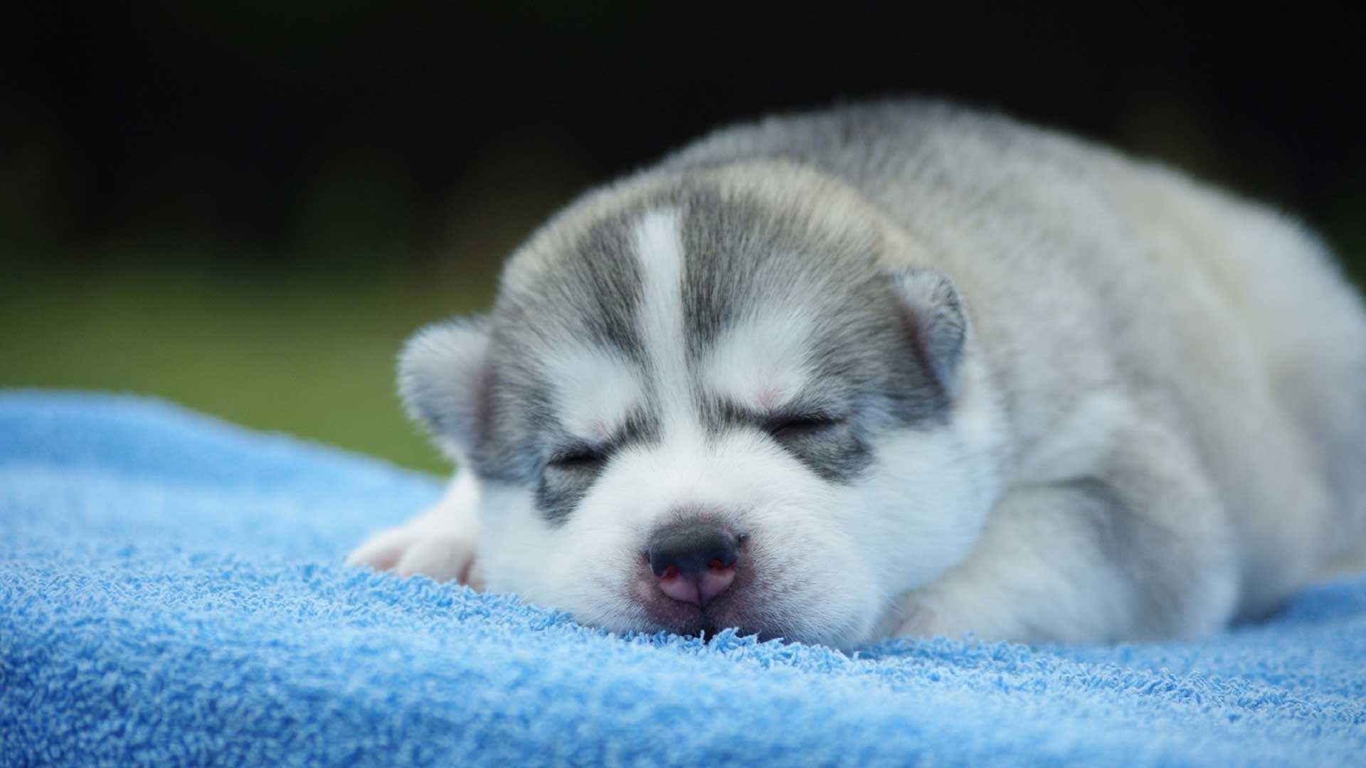 Cute Puppies Wallpapers For Iphone - Siberian Husky Puppy Hd , HD Wallpaper & Backgrounds