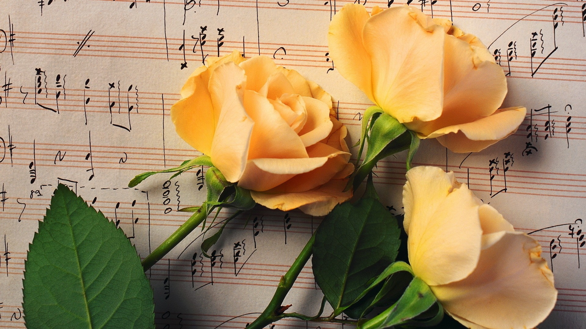 Rose And Music Quotes , HD Wallpaper & Backgrounds