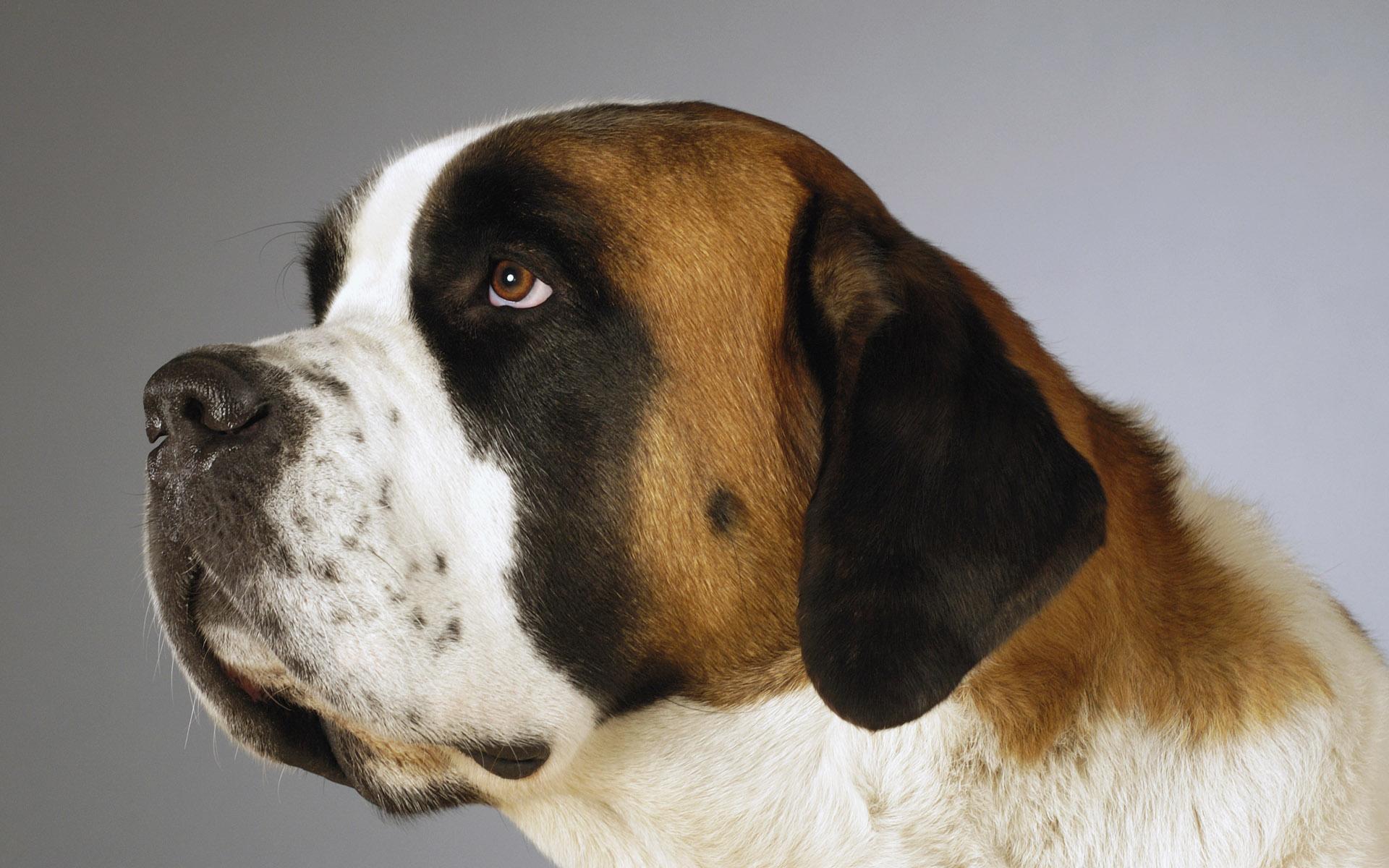 Beethoven - Saint Bernard Dog Profile , HD Wallpaper & Backgrounds
