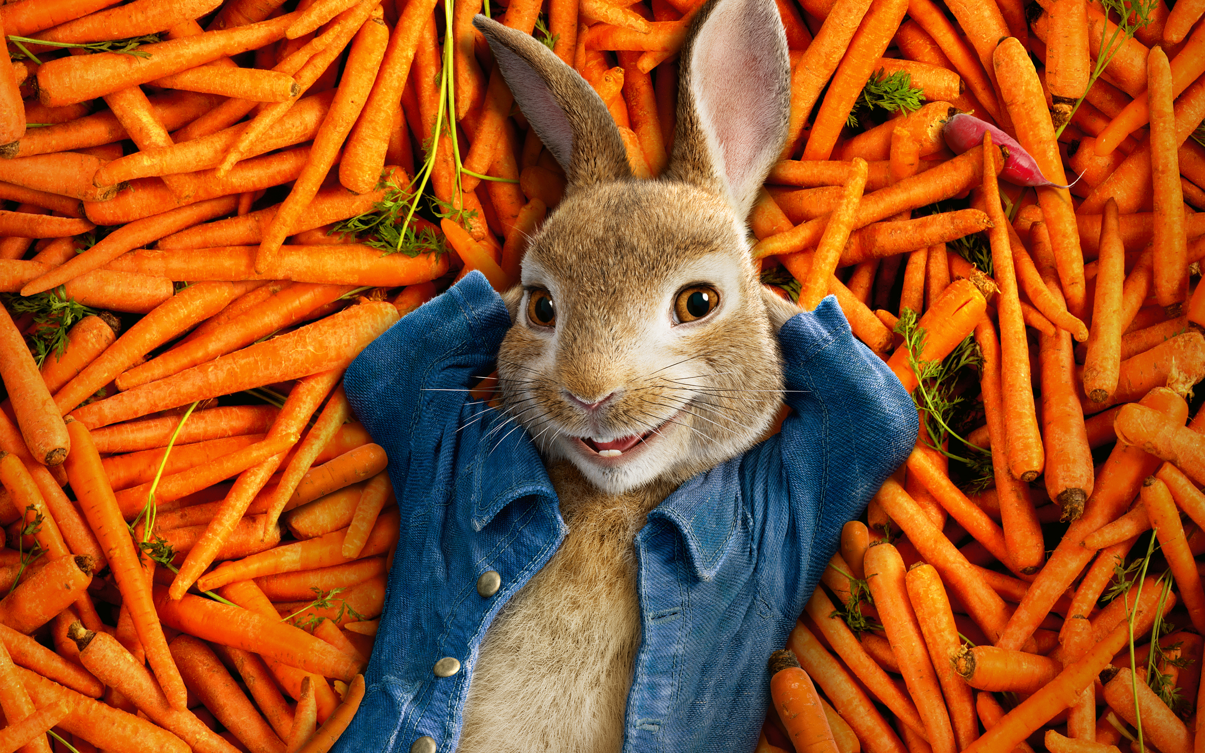 Peter Rabbit 2018 Animation 4k Wallpapers - Peter Rabbit , HD Wallpaper & Backgrounds