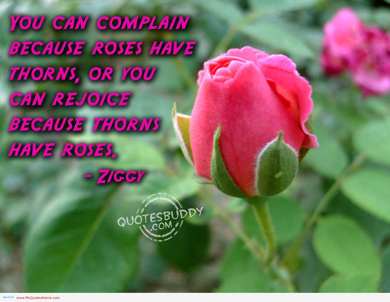 Rose Flower Quotes Images - Beauty And Flower Quote , HD Wallpaper & Backgrounds