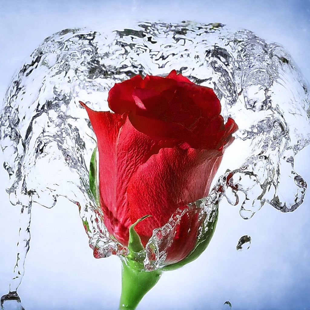 Flower Wallpaper With Quotes - Rose Flower With Water , HD Wallpaper & Backgrounds
