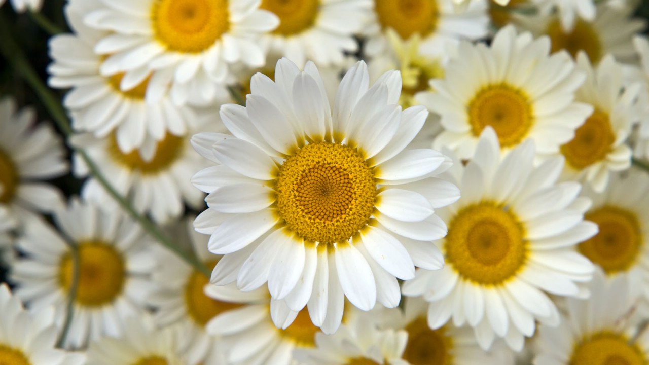 Download Convert View Source - Beautiful Yellow And White Flowers , HD Wallpaper & Backgrounds