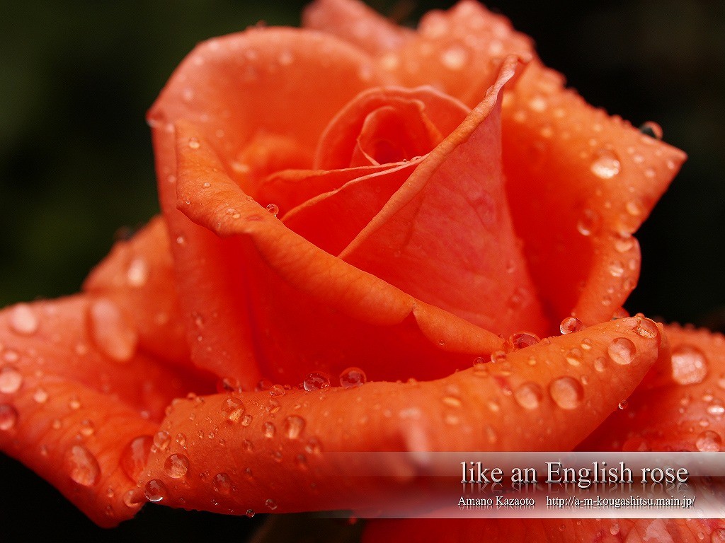 Flowers Dew Flower Rose Grace English Love Wallpapers - Garden Roses , HD Wallpaper & Backgrounds