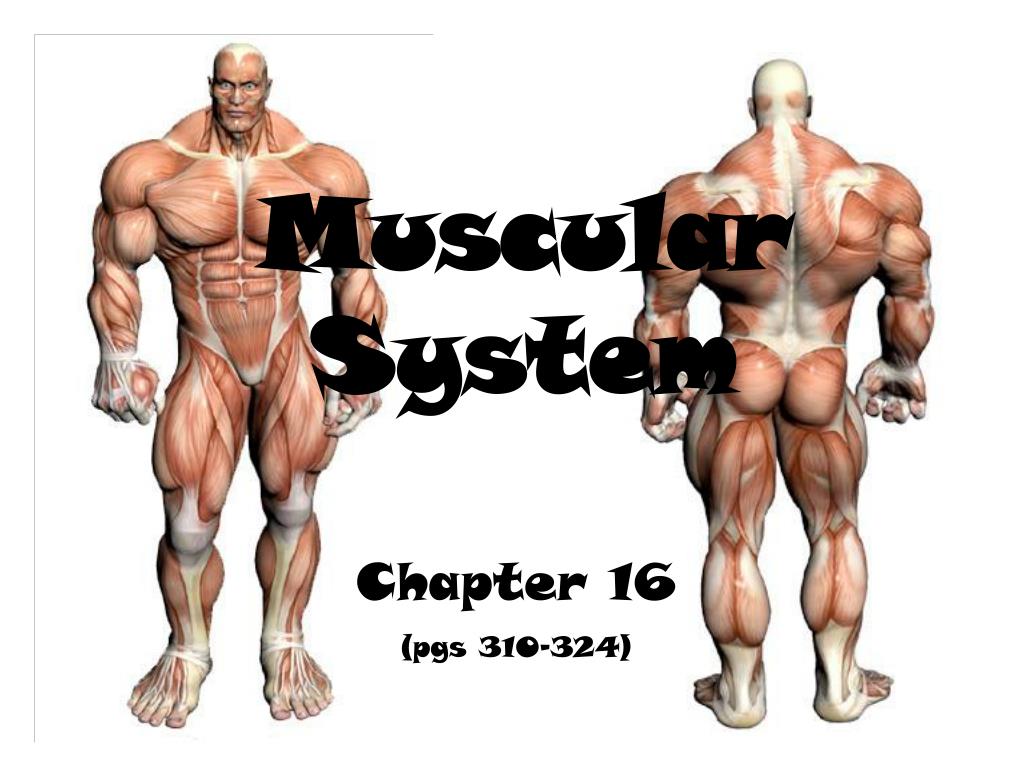Muscular System Chapter 16 - Dumbbell Exercises For Lower Back , HD Wallpaper & Backgrounds