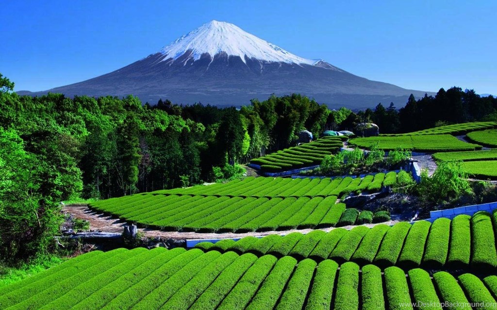 Tea Garden Near Mt Fuji Japan Pics, Favorite 28 Desktop - Fuji River , HD Wallpaper & Backgrounds