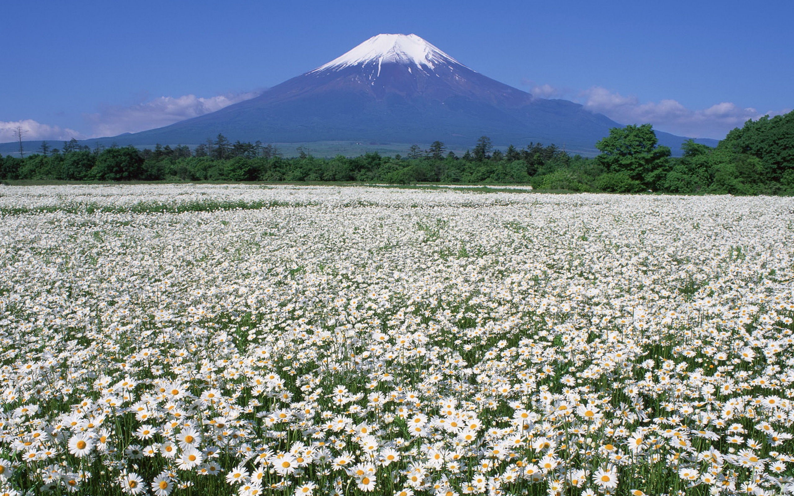 Beautiful Mount Fuji Wallpaper - Daisy Garden , HD Wallpaper & Backgrounds
