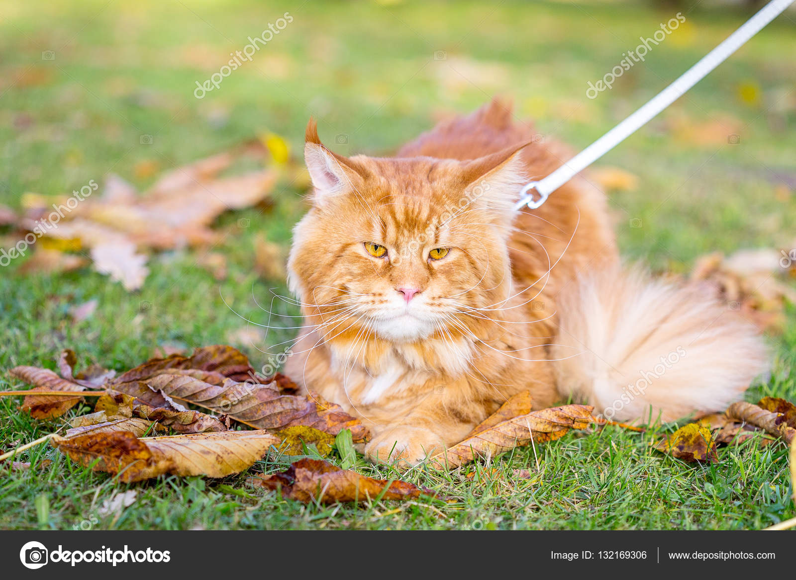 Nice Beautiful Cute Red Maine Coon Cat Sitting On The - Maine Coon , HD Wallpaper & Backgrounds
