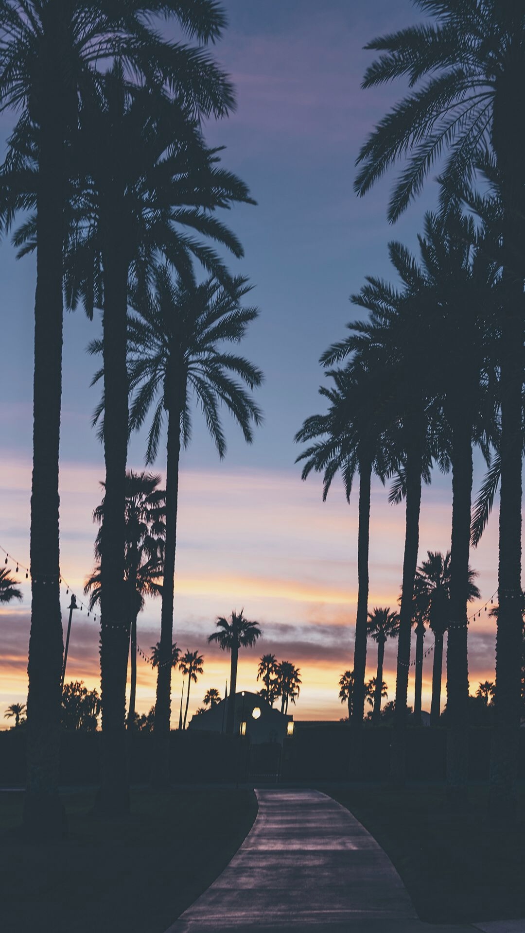 Downloaded From Wallpapers - Iphone Wallpaper Palm Trees , HD Wallpaper & Backgrounds