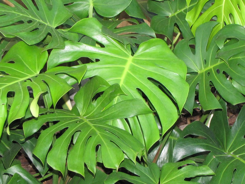 Click Photo For Larger Image - Elephant Ear Plant With Holes , HD Wallpaper & Backgrounds