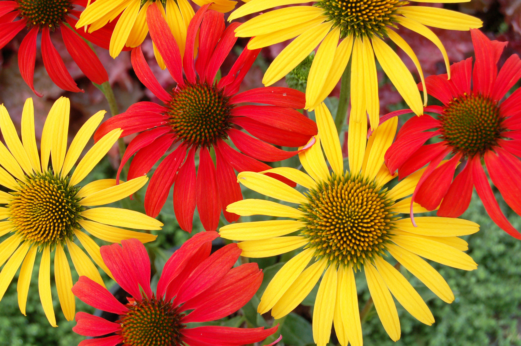 Timeline - Red N Yellow Flowers , HD Wallpaper & Backgrounds