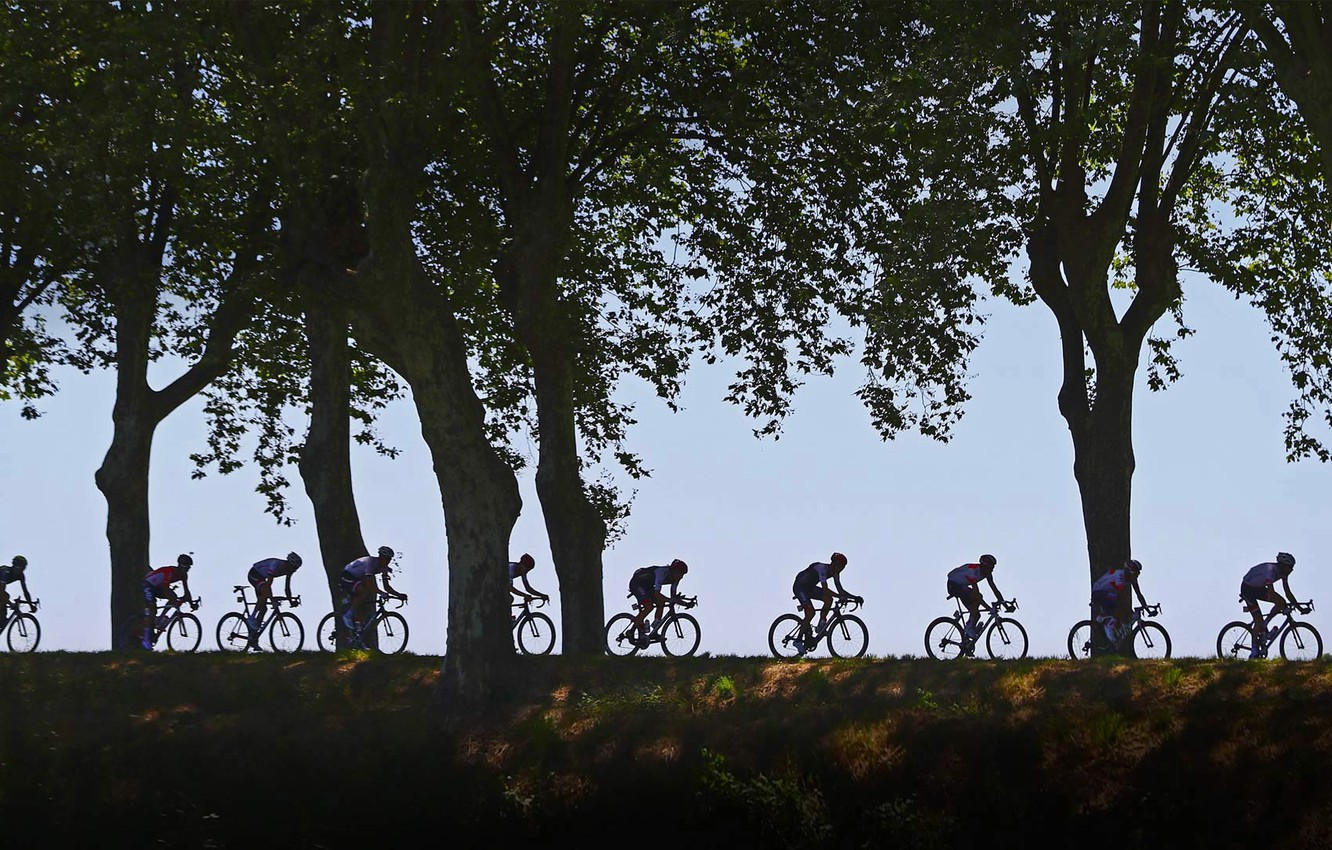 Photo Wallpaper Trees, Silhouette, Cycling, 2016, The - Peloton , HD Wallpaper & Backgrounds