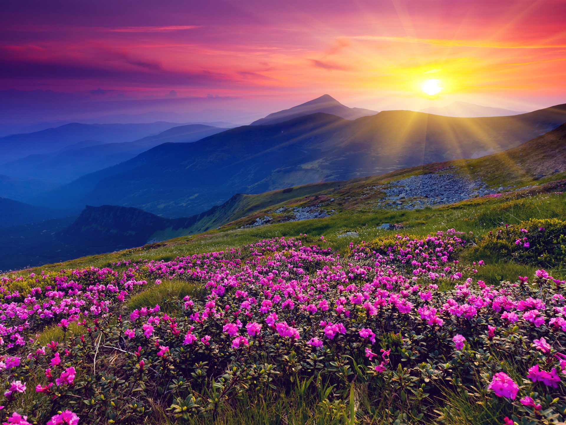 Wallpaper Sunrise, Mountains, Flowers, Grass, Dawn - Beautiful Mountain Sunset , HD Wallpaper & Backgrounds