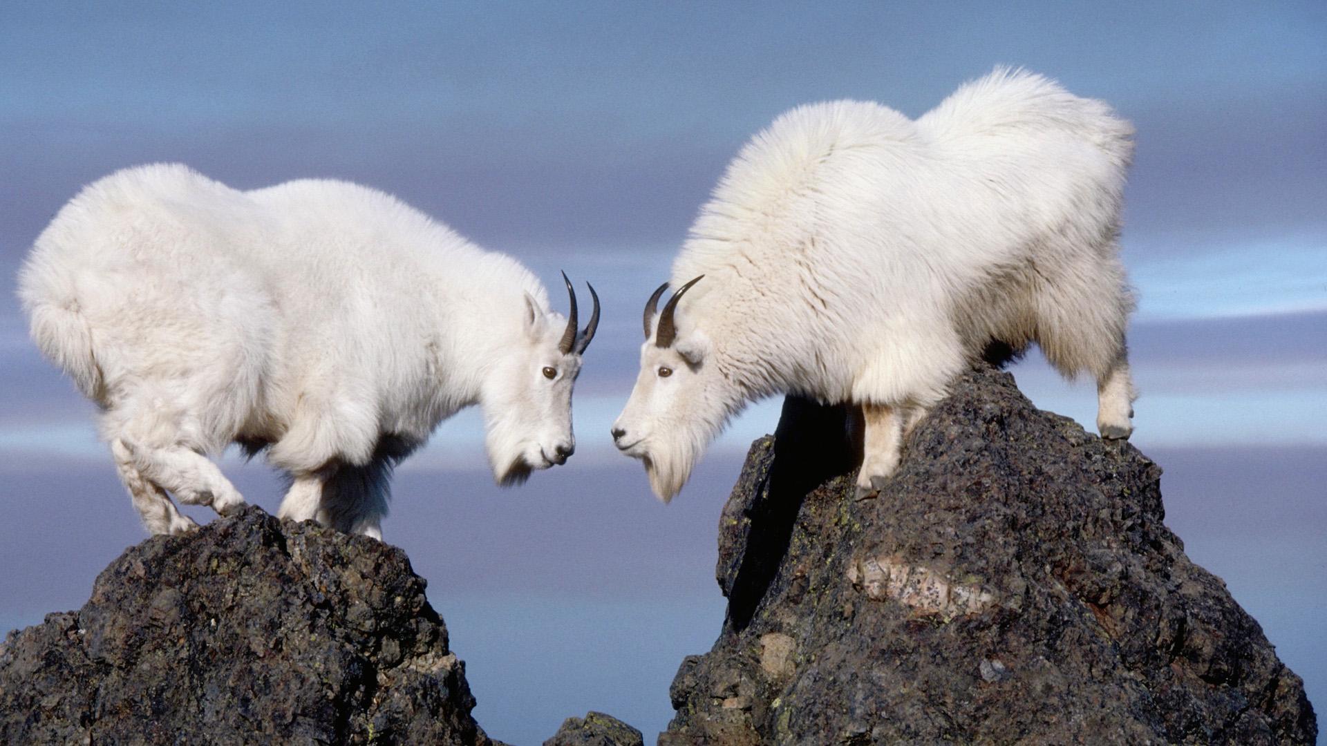 Mountains Background Iphone Wallpaper - Two Mountain Goats , HD Wallpaper & Backgrounds