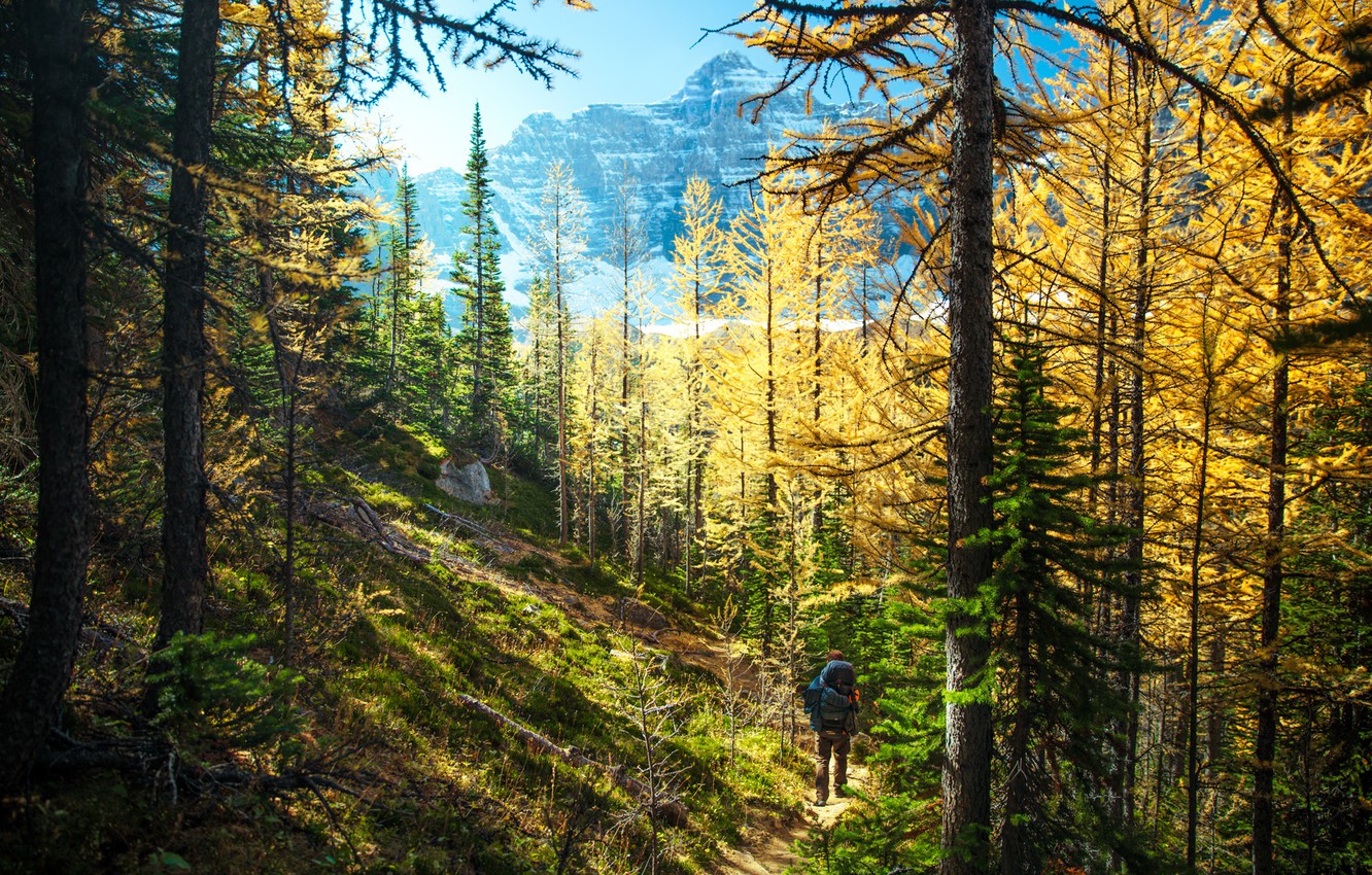Photo Wallpaper Sport, Forest, Trees, Landscape, Nature, - Trekking , HD Wallpaper & Backgrounds