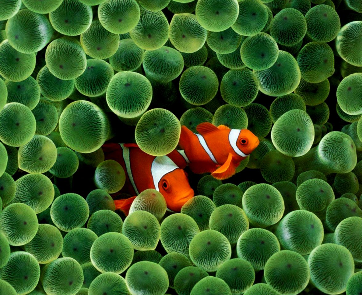 Clown Fish Wallpapers - La Riproduzione Dei Pesci , HD Wallpaper & Backgrounds