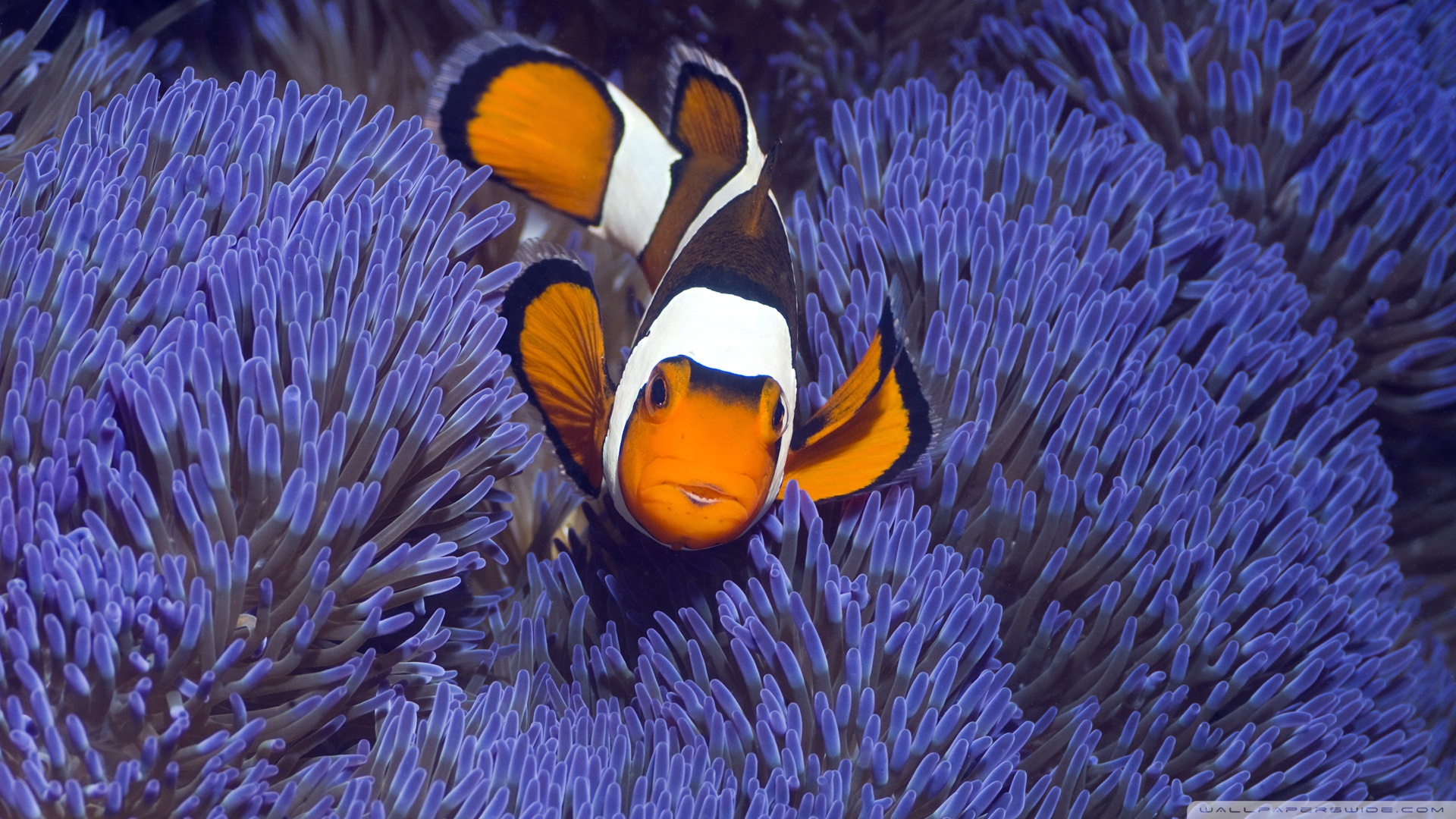 Standard - Clown Fish High Res , HD Wallpaper & Backgrounds