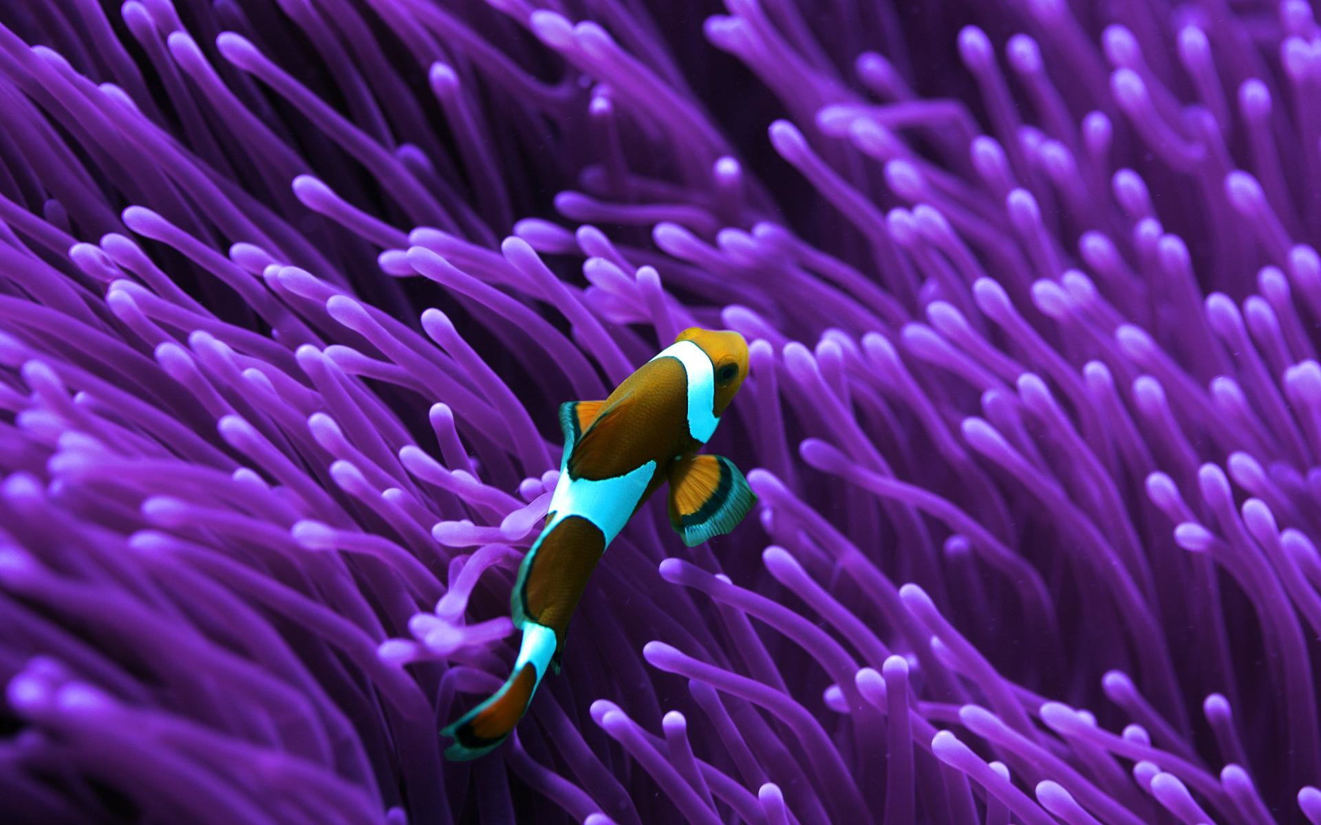 Clownfish Hd Background Wallpaper - Wonderful Pics Of The World , HD Wallpaper & Backgrounds