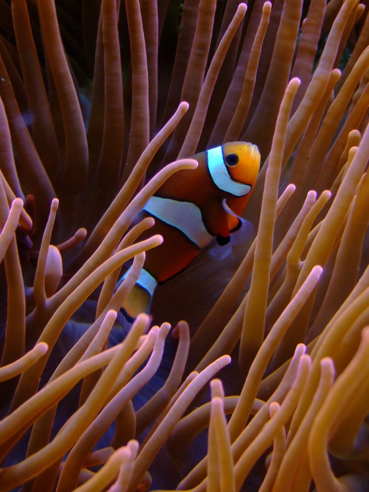 Clown Fish On Coral Reef Hd Wallpaper - Clown Fish 4k Wallpaper For Phone , HD Wallpaper & Backgrounds