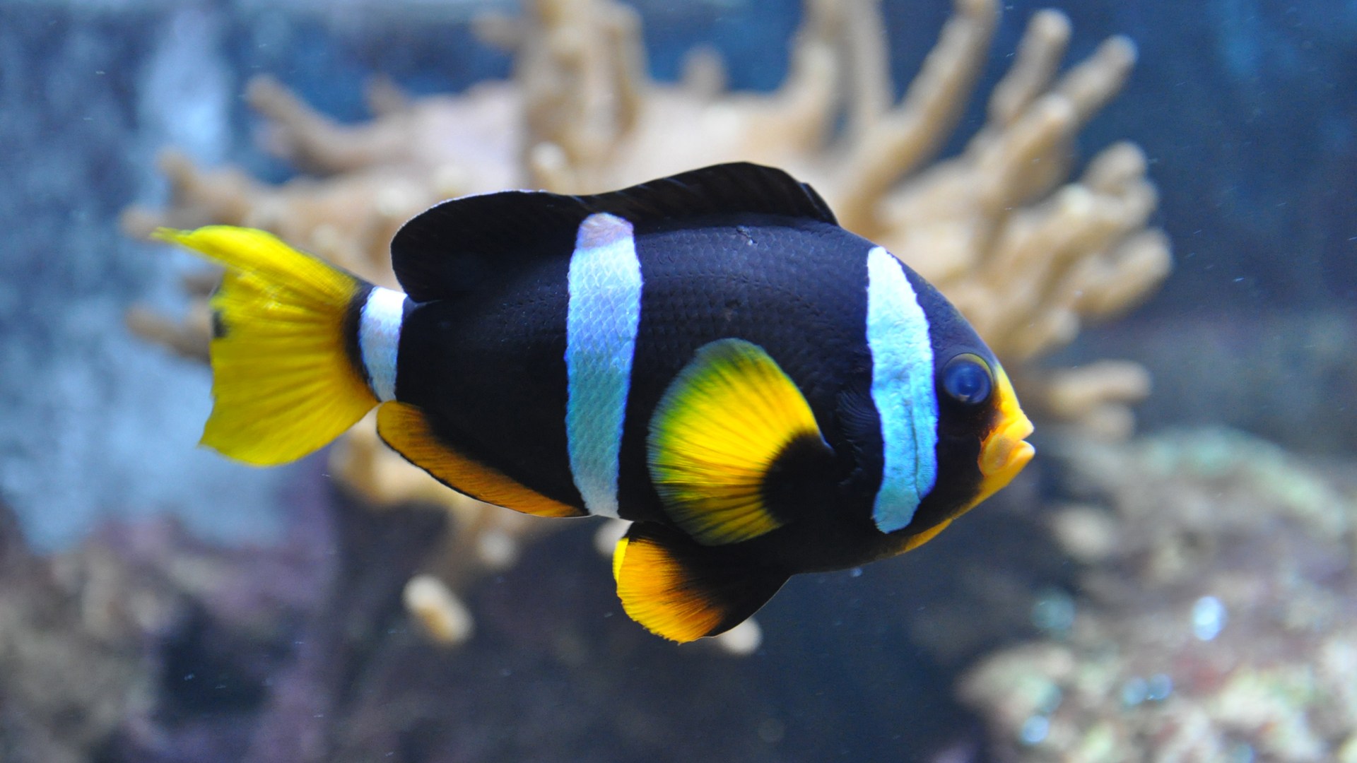Right Click On This Wallpapers - Black And Yellow Clown Fish , HD Wallpaper & Backgrounds
