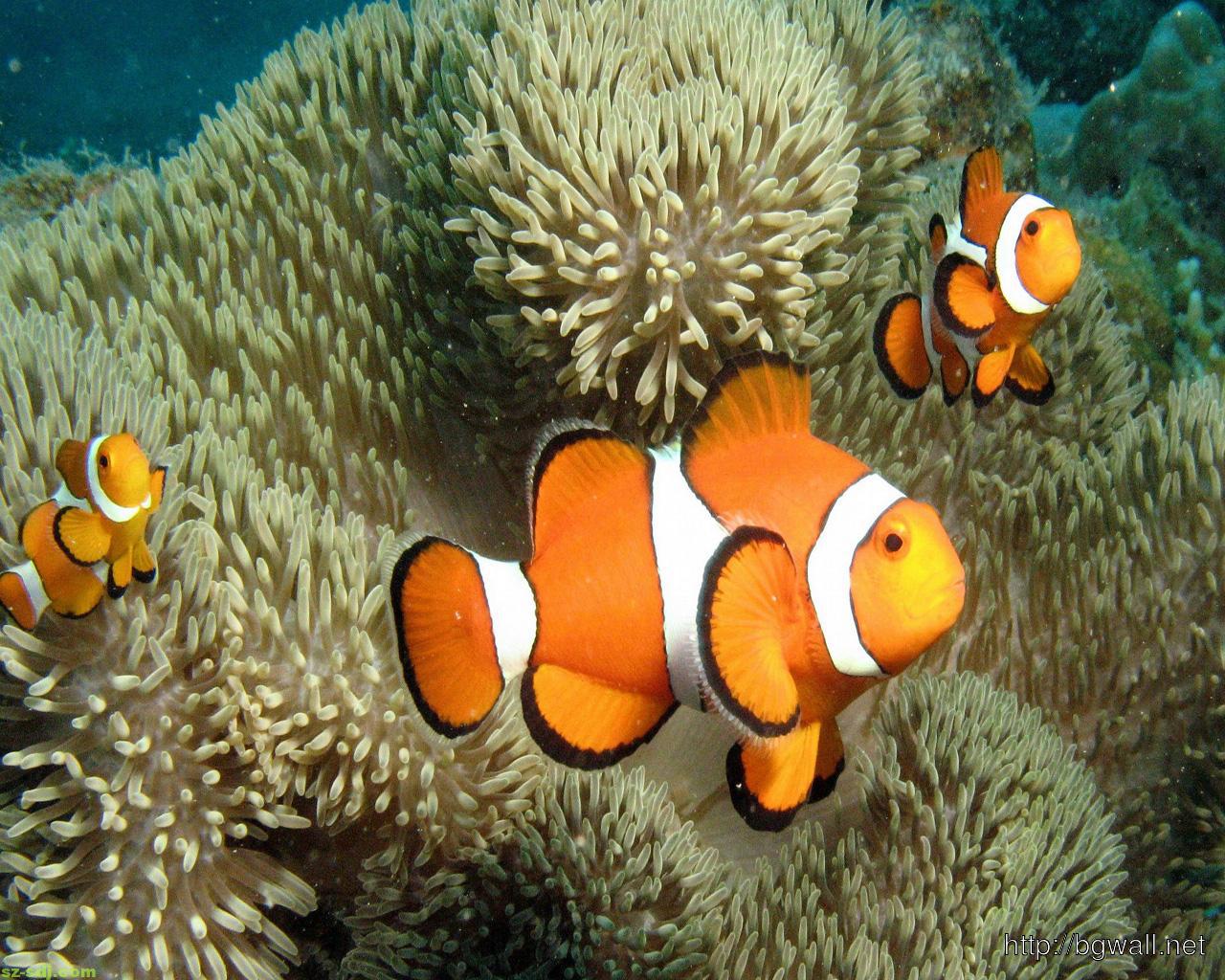 Cute Clown Fish Wallpaper Image - Clown Fish , HD Wallpaper & Backgrounds