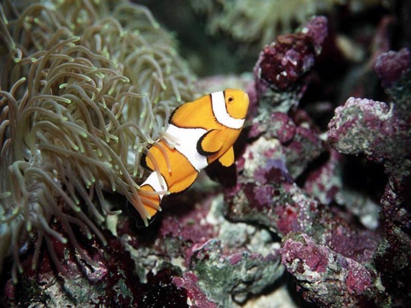 Fish Images Clown Fish Hd Wallpaper And Background - Coral Reef Fish , HD Wallpaper & Backgrounds