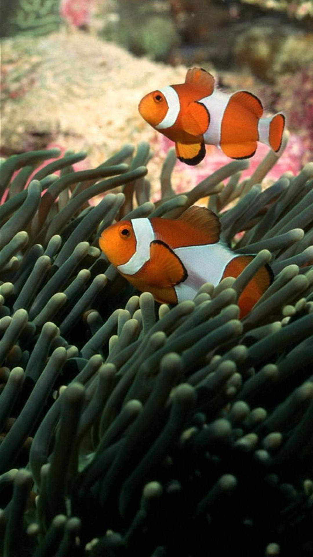 Clownfish 02 Galaxy Note 3 Wallpapers, Hd, Note Wallpapers, , HD Wallpaper & Backgrounds