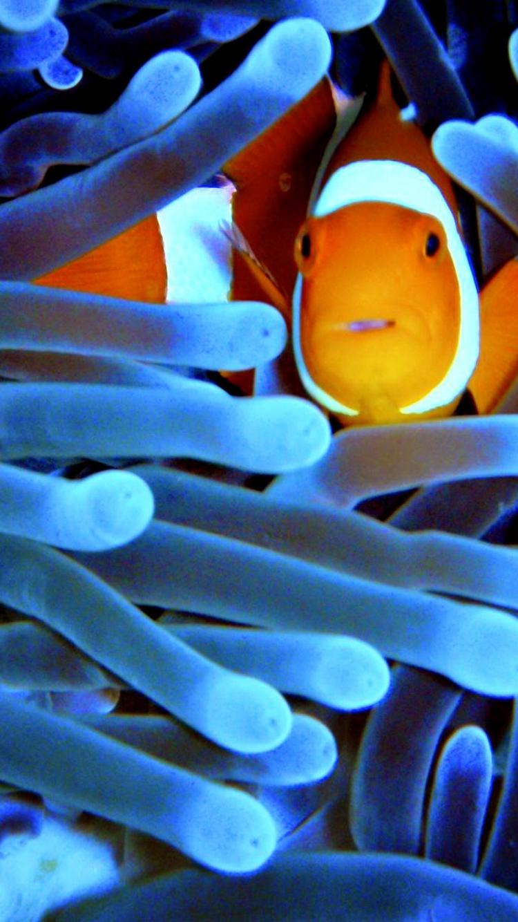 Iphone Clown Fish Wallpapers On Genchi - Great Barrier Reef , HD Wallpaper & Backgrounds