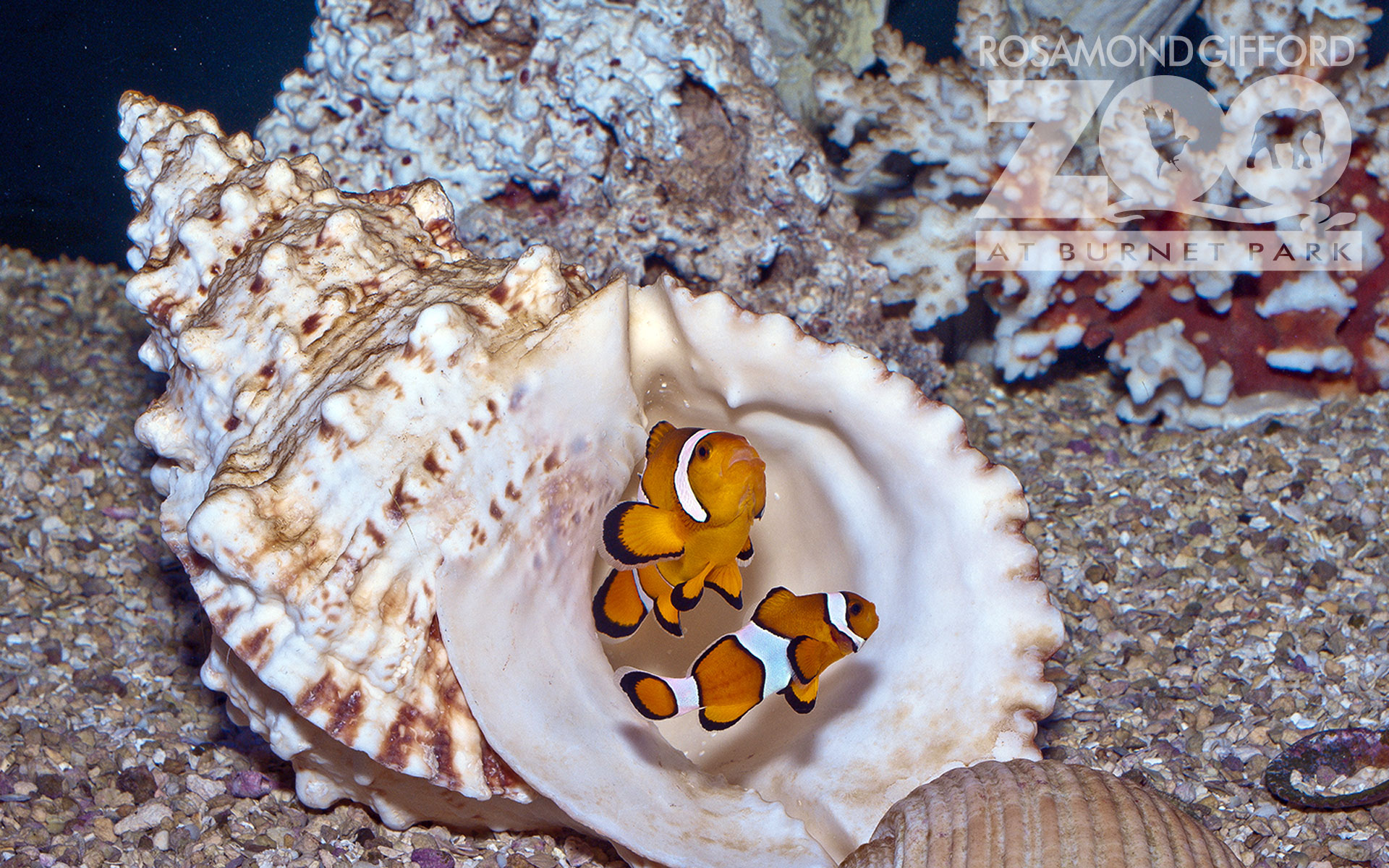 Clownfish - Rosamond Gifford Zoo Clown Fish , HD Wallpaper & Backgrounds